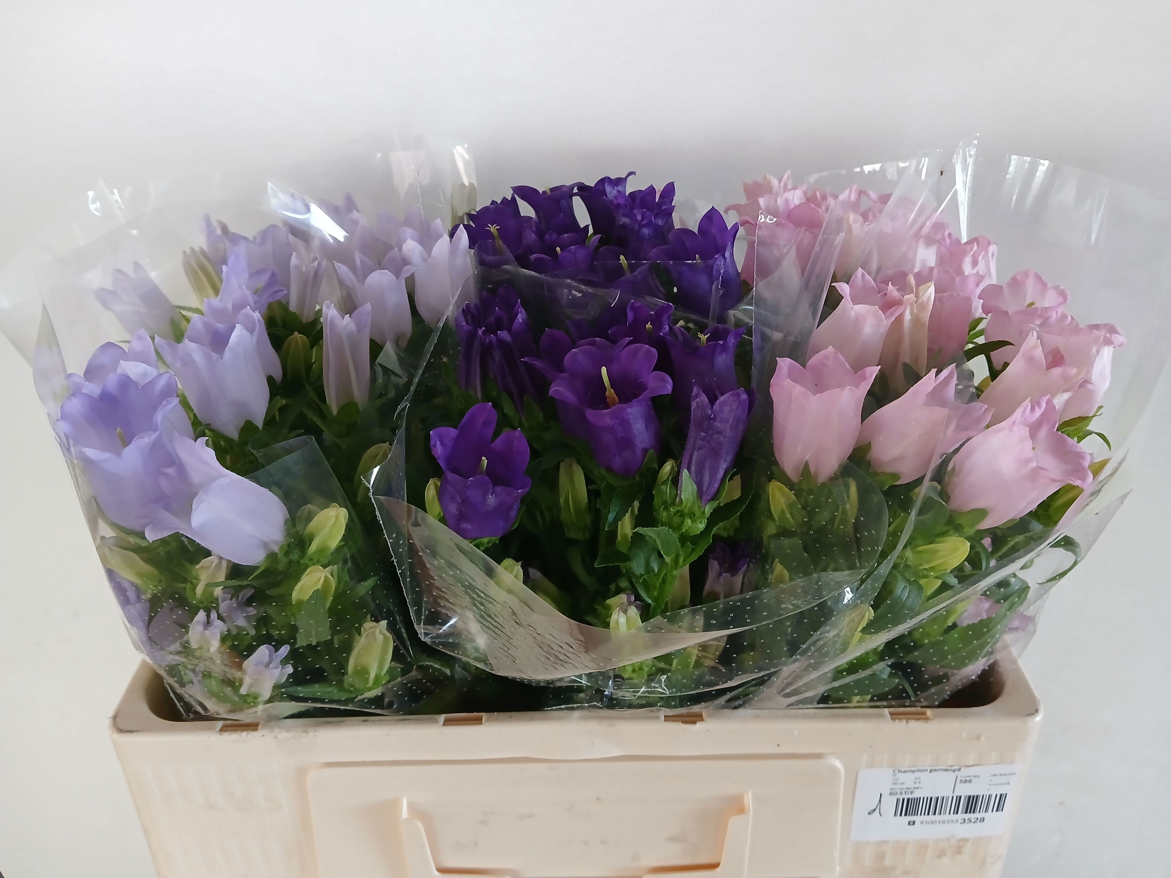 Campanula Medium Asst 50cm