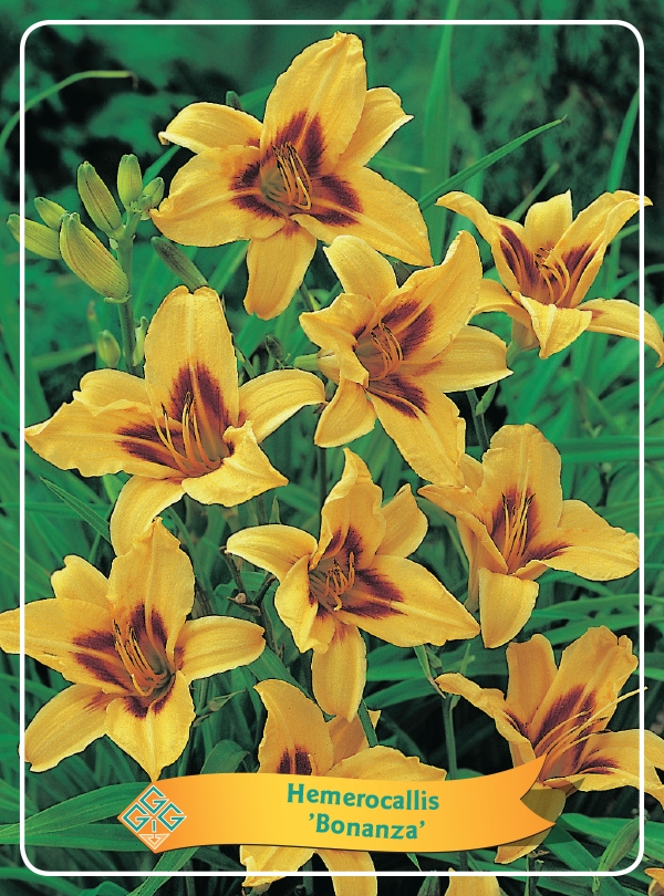 Picture of Hemerocallis Mix 6x10 srt. per shelve P11