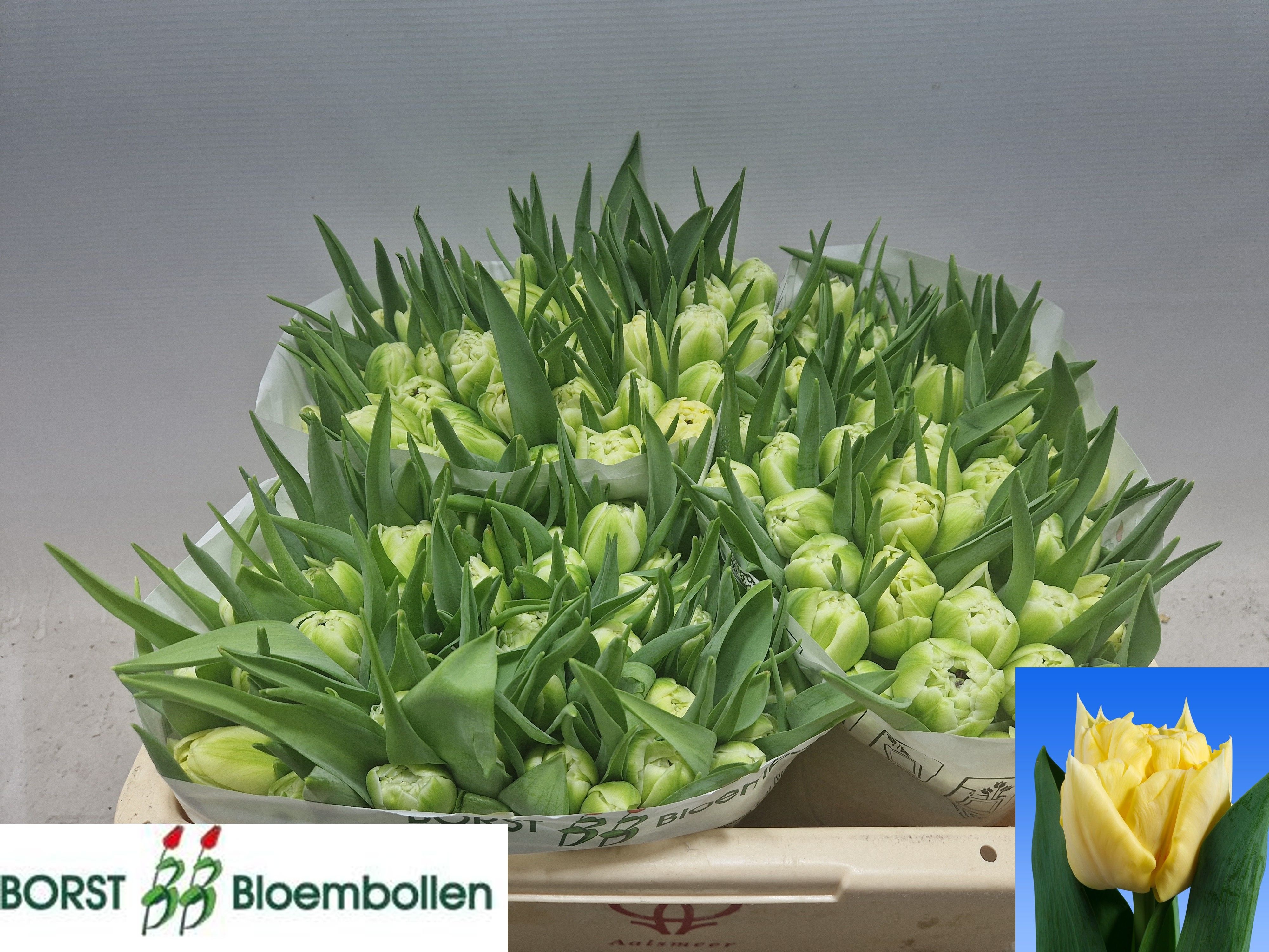 Tulipa Double Avant Garde 32cm 30gram