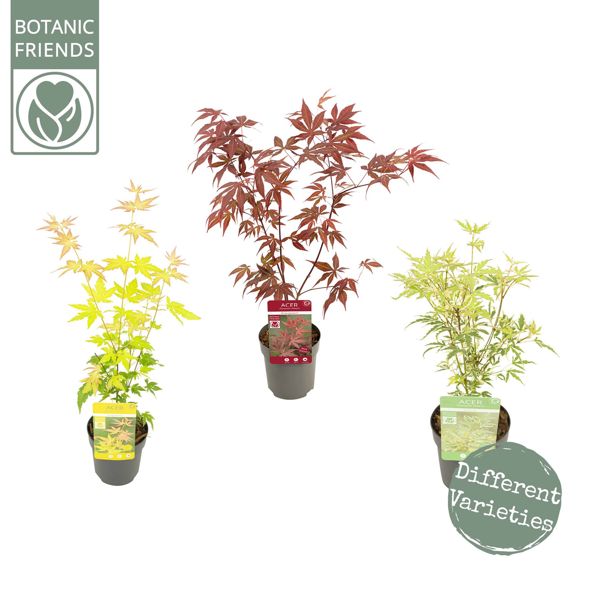 Picture of Acer palmatum in 2 varieties (Butterfly & Orange Dream) P10.5