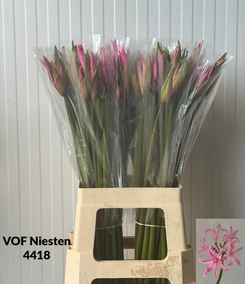 Amarine Smilla 70cm