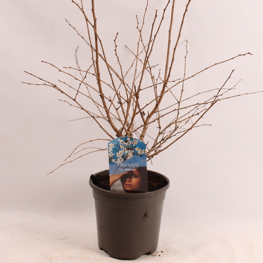 Picture of Prunus inc. Mikinori P17 (2 Ltr)