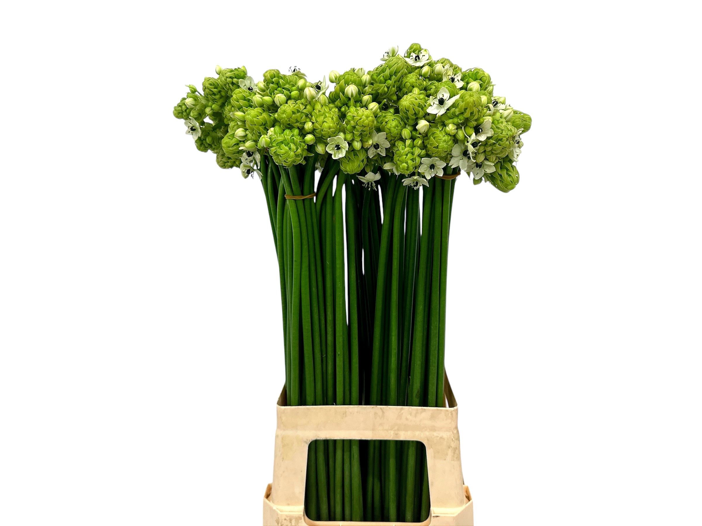 Ornithogalum Arabicum 80cm