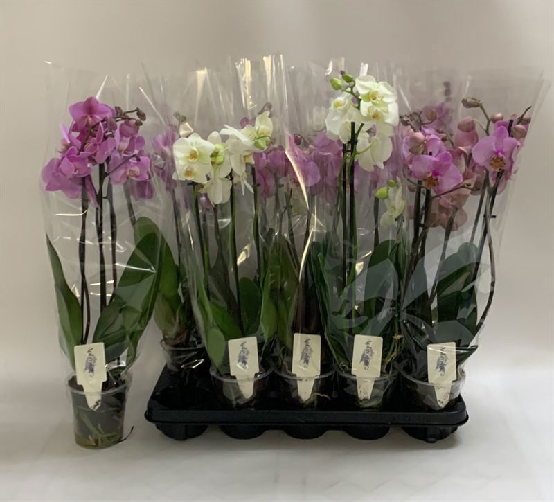 Phalaenopsis Asst 12Ø 60cm