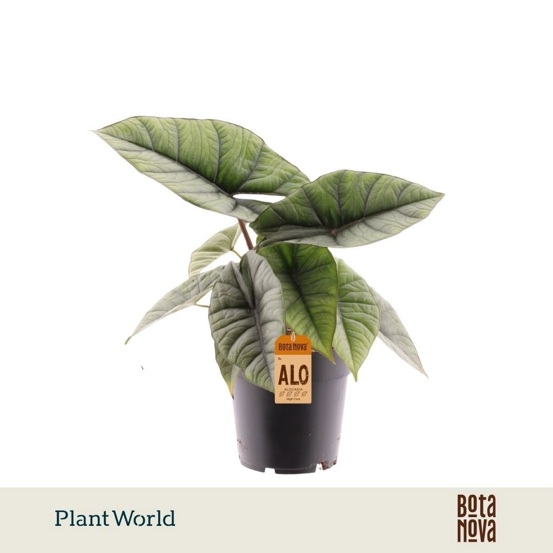 Alocasia 'Platinum'