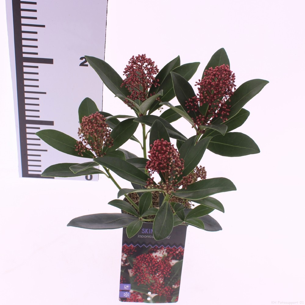 Picture of Skimmia jap. 'Rubella'