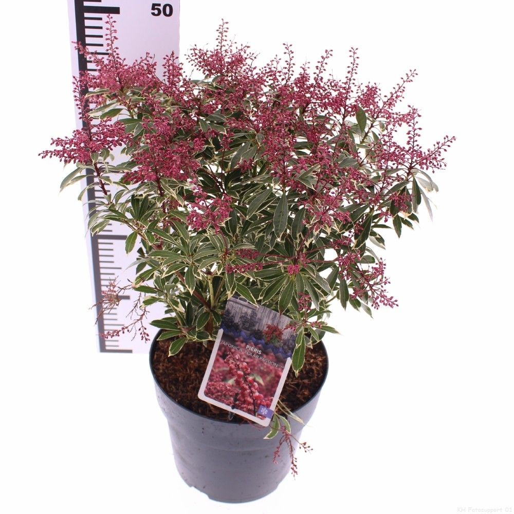 Picture of Pieris jap. 'Polar Passion'