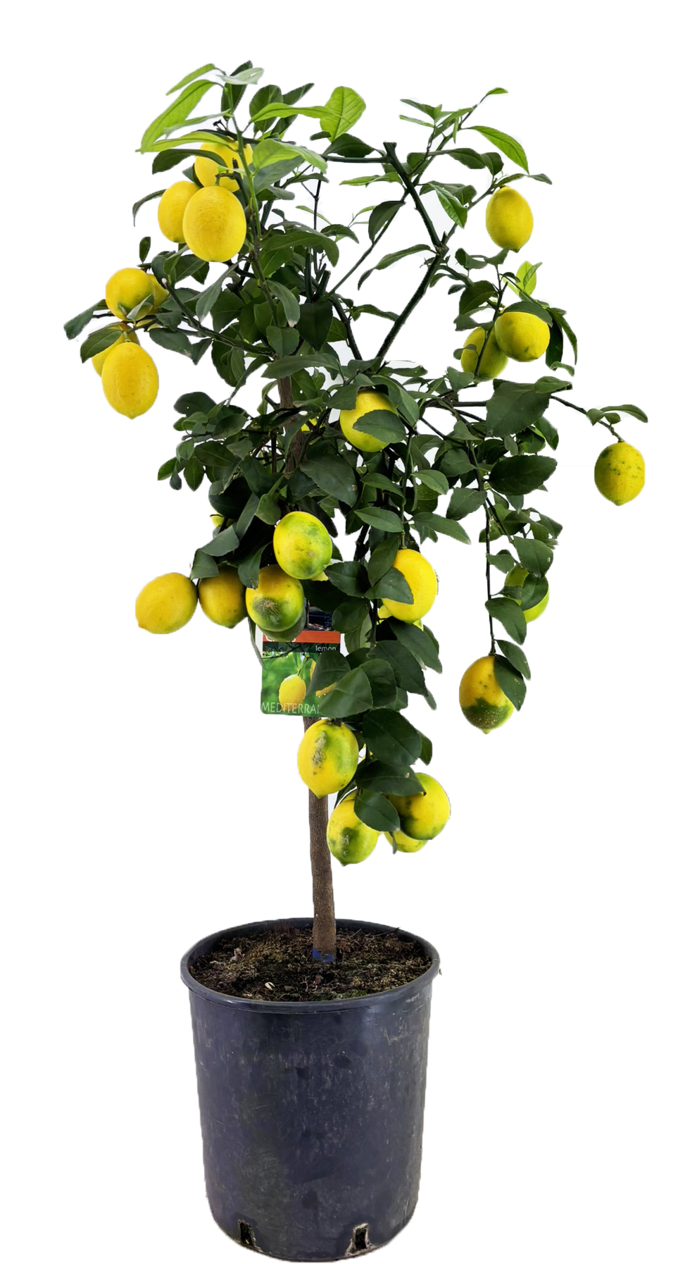 Picture of Citrus lemon P26 (7.5 Ltr) 140CM-INCL-POT (LOOSE)