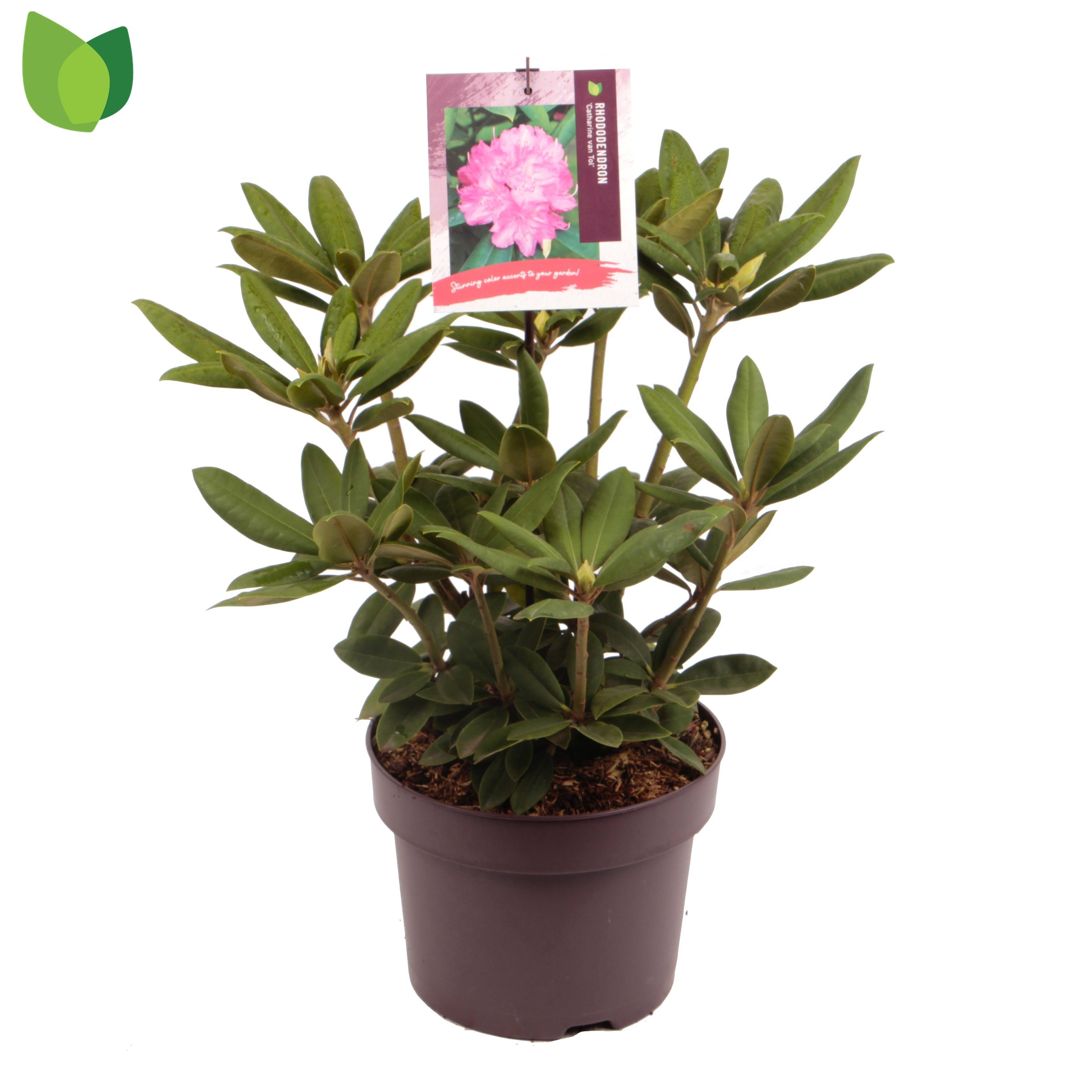 Rhododendron 'Catharina van Tol'