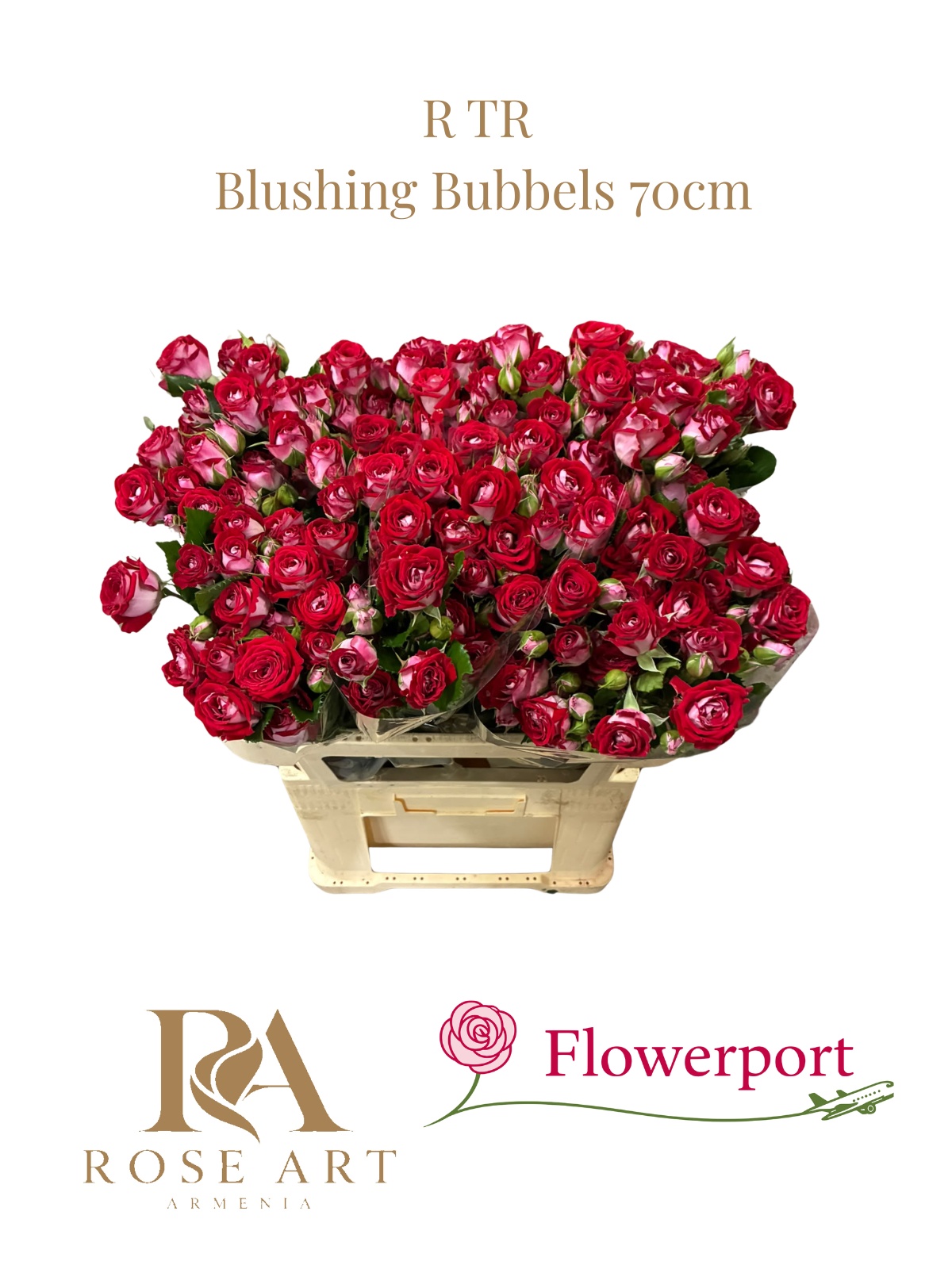 Rosa Spr 70cm