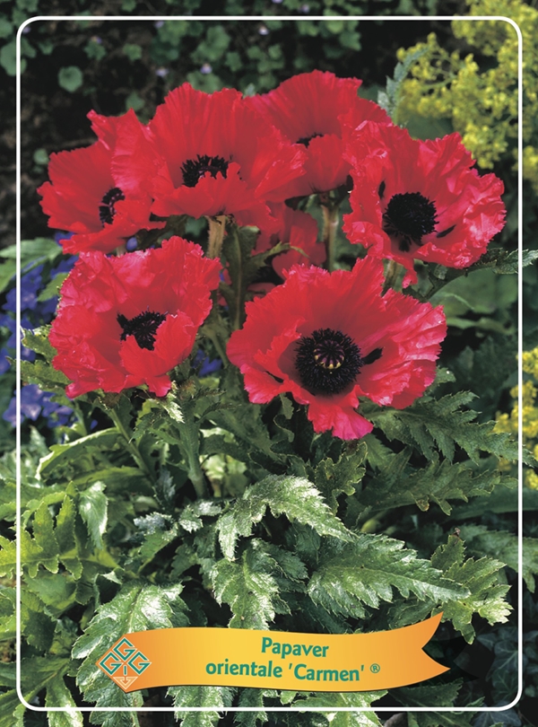 Picture of Papaver mix 6x10 srt. per shelve P11