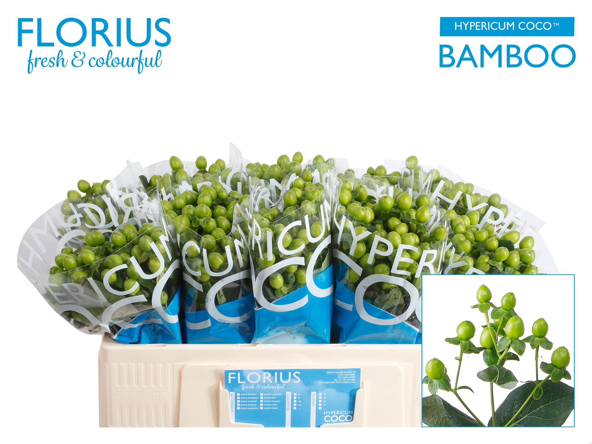 Hypericum Coco Bamboo Green 50cm