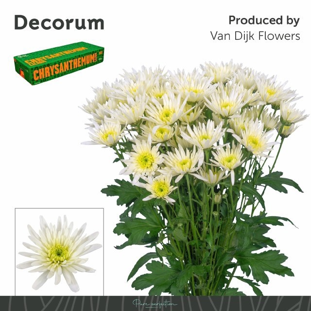 Chrys Spray Delianne White 80gram