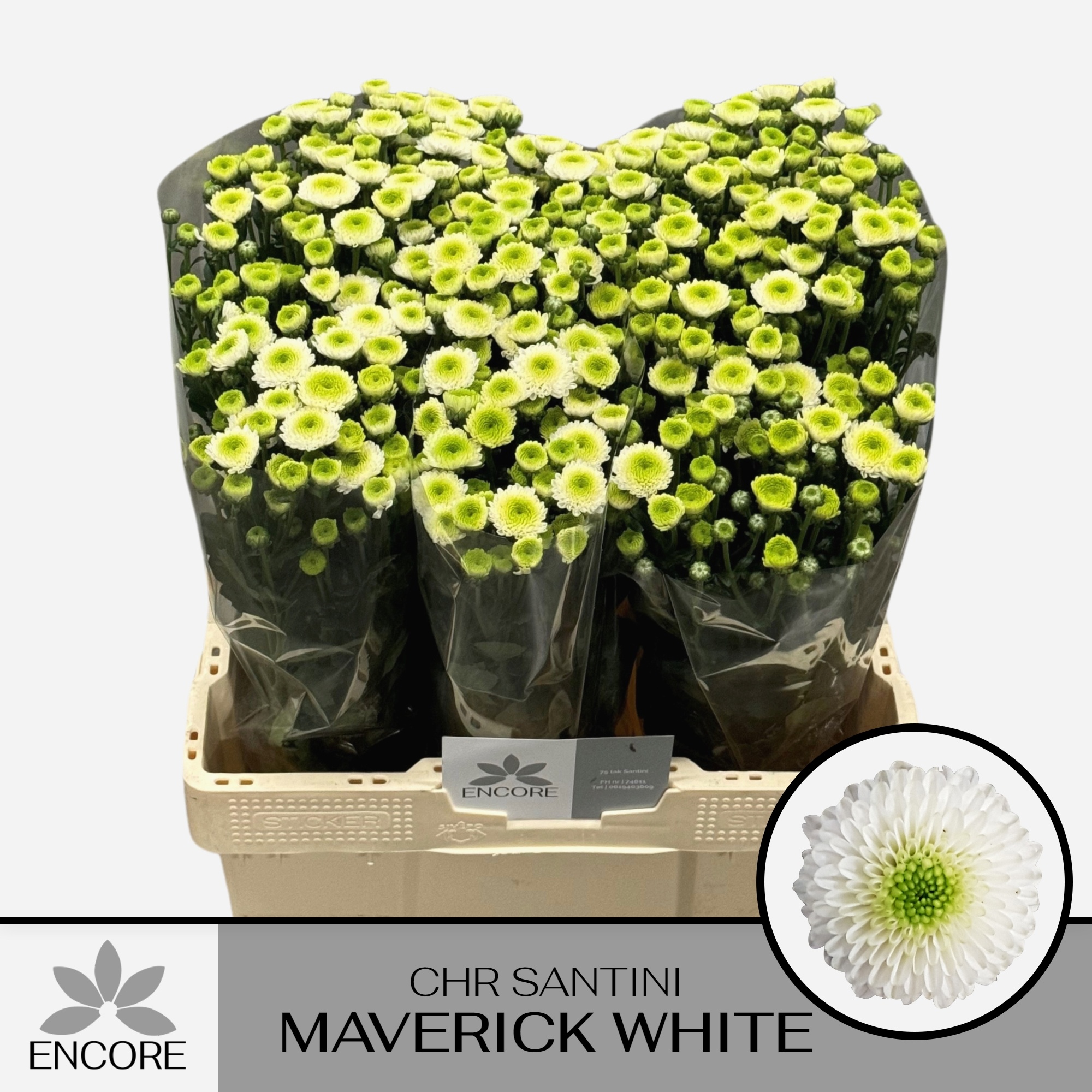 Chrys Santini Maverick White 55cm 800Ø