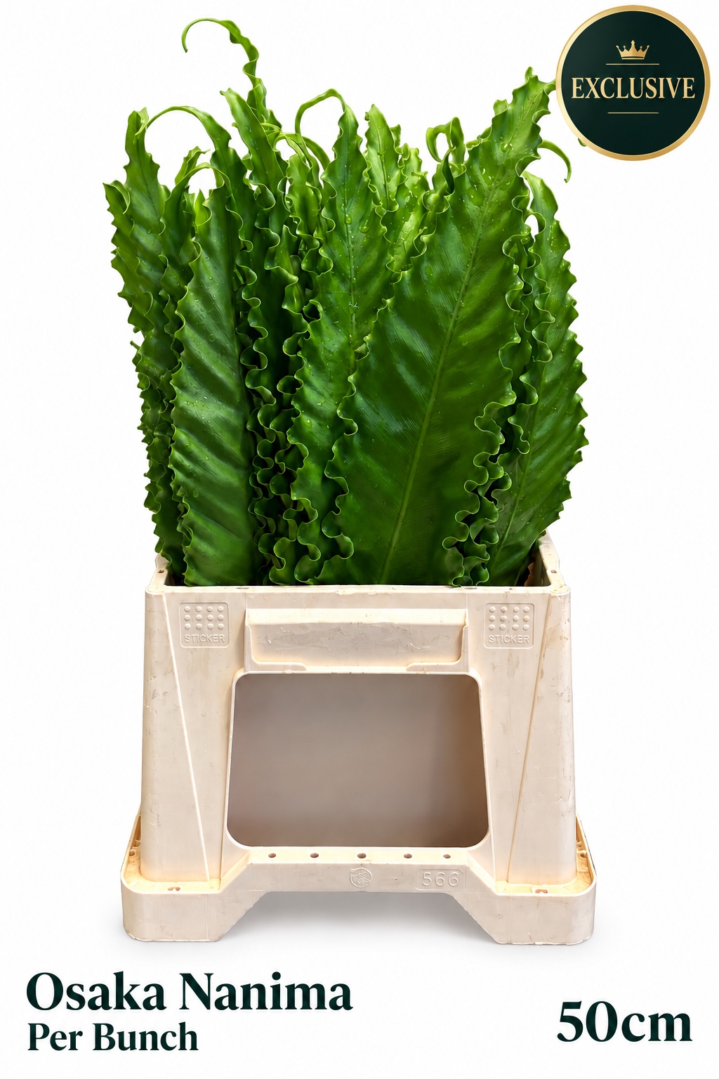Decogroen Groot Blad 50L.cm