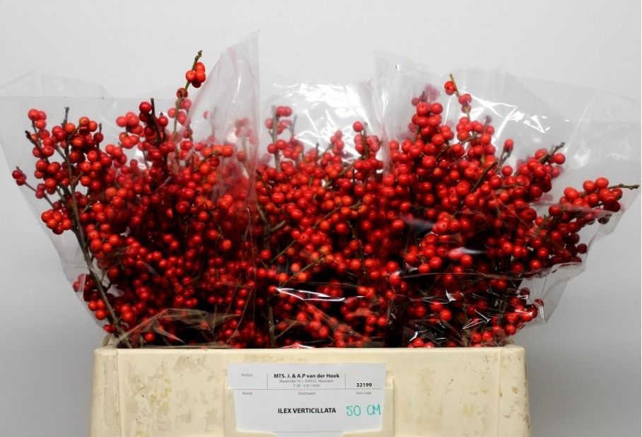 Ilex Verticlilata 50cm