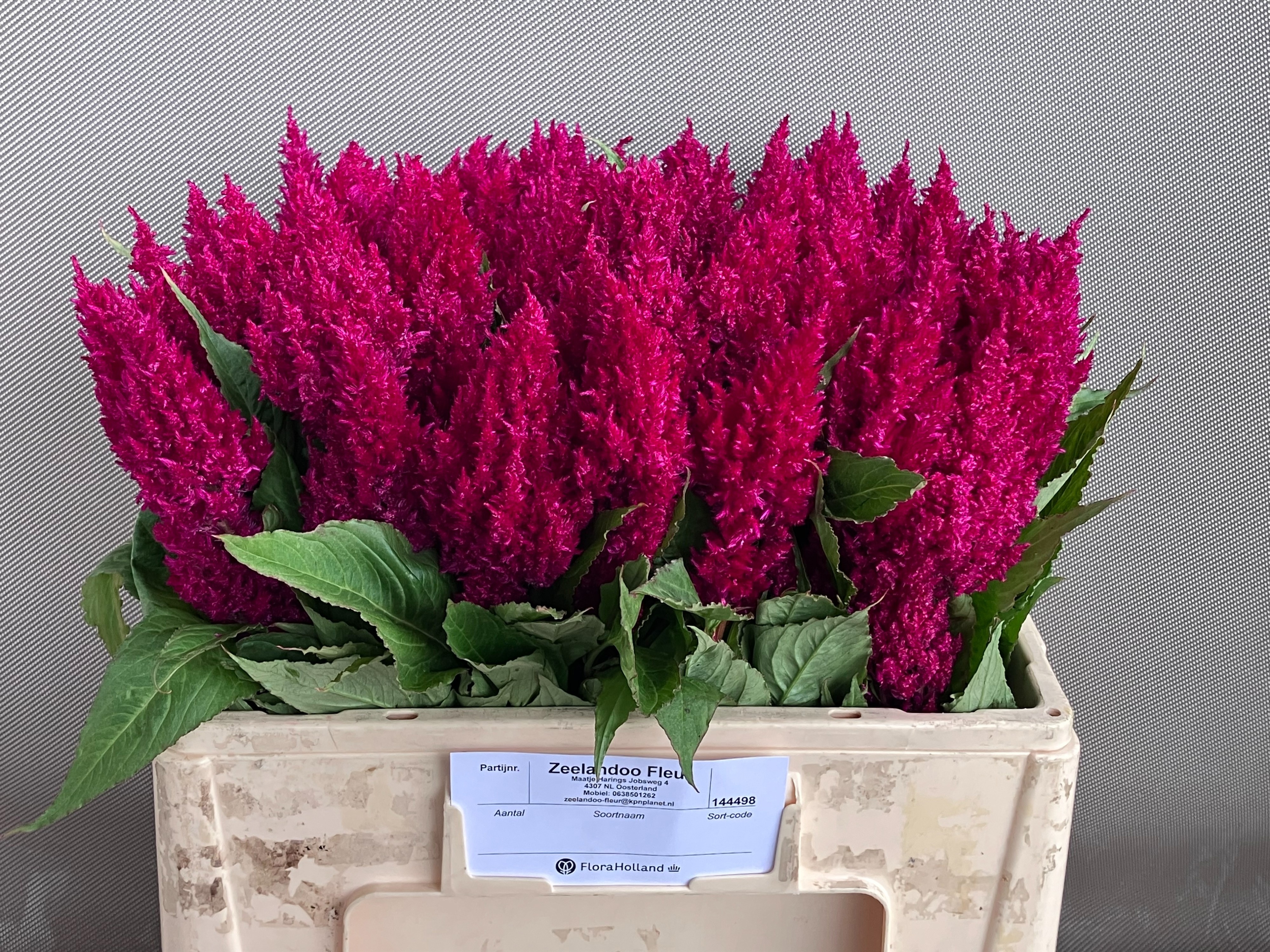 Celosia Feather Century Purple 50cm