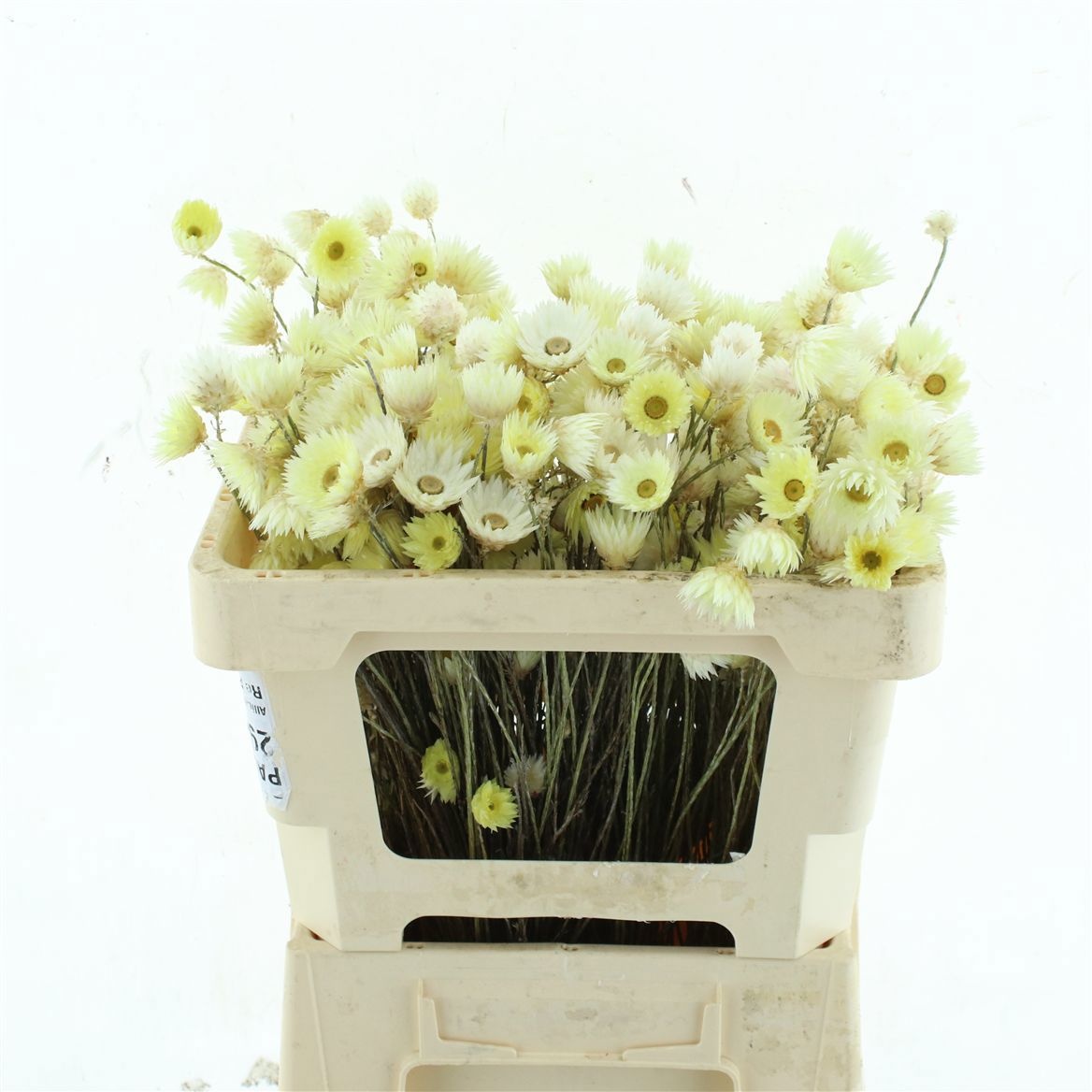 Snijbloemen Klb H%