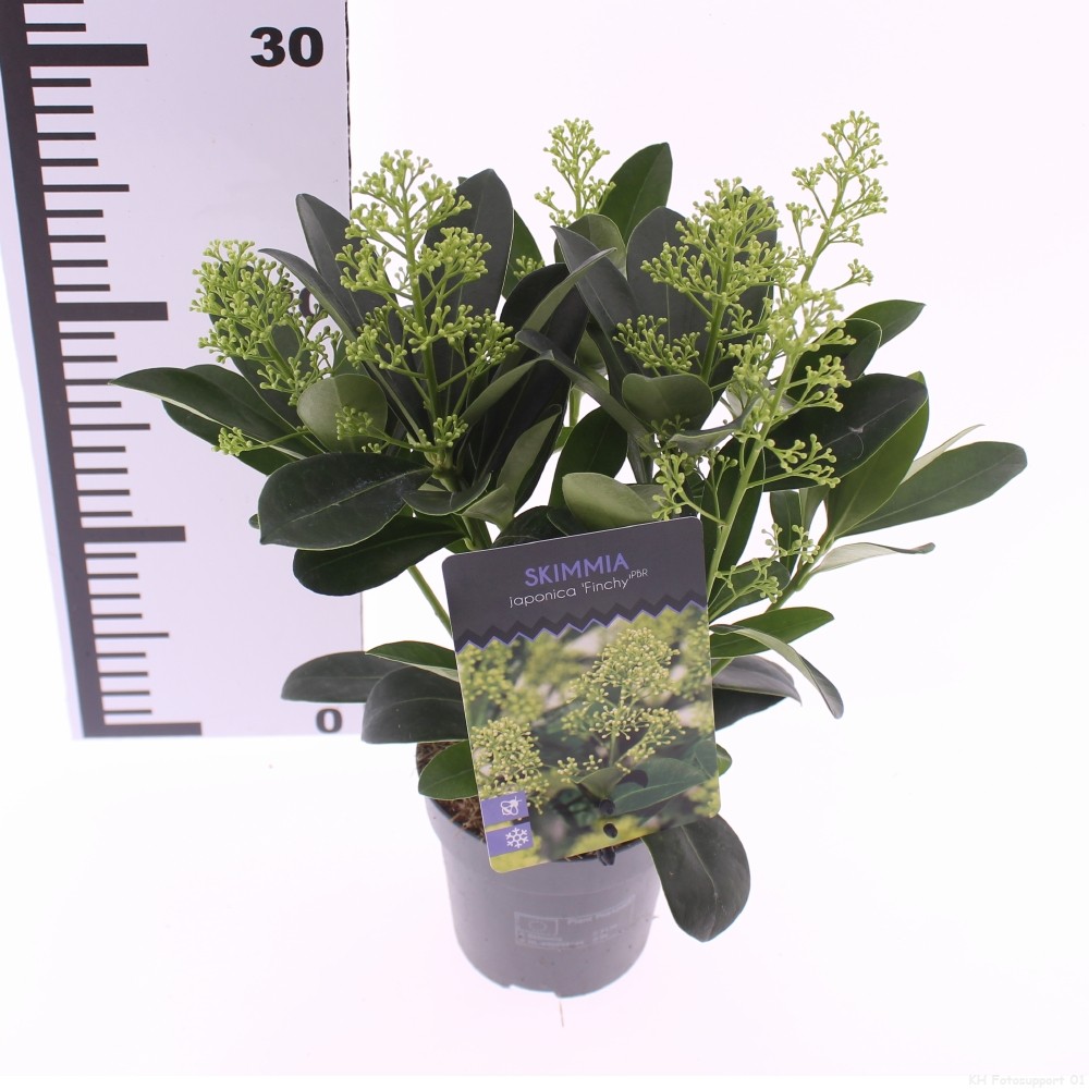 Picture of Skimmia jap. 'Finchy'