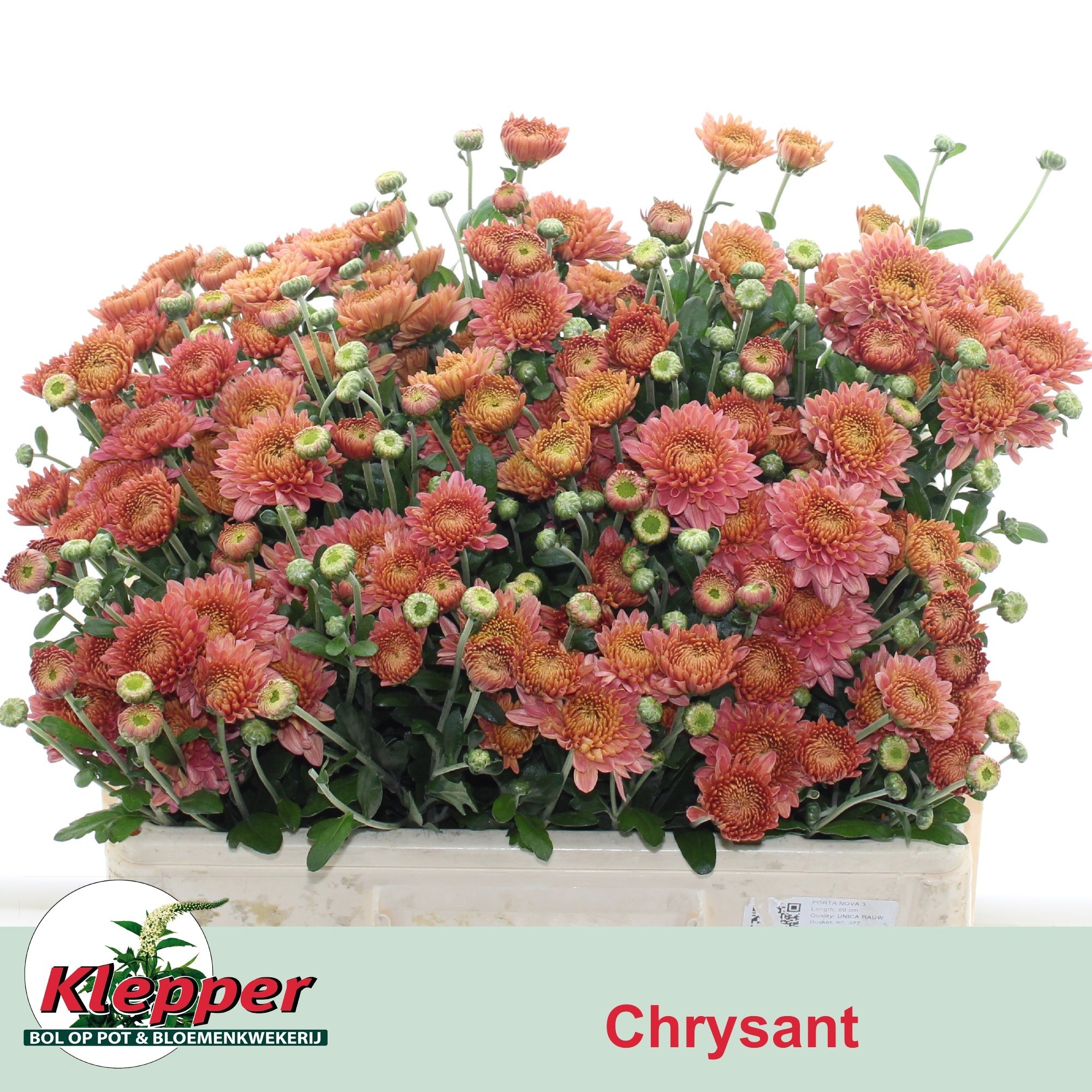 Chrys Spray Blenda Salmon 55gram