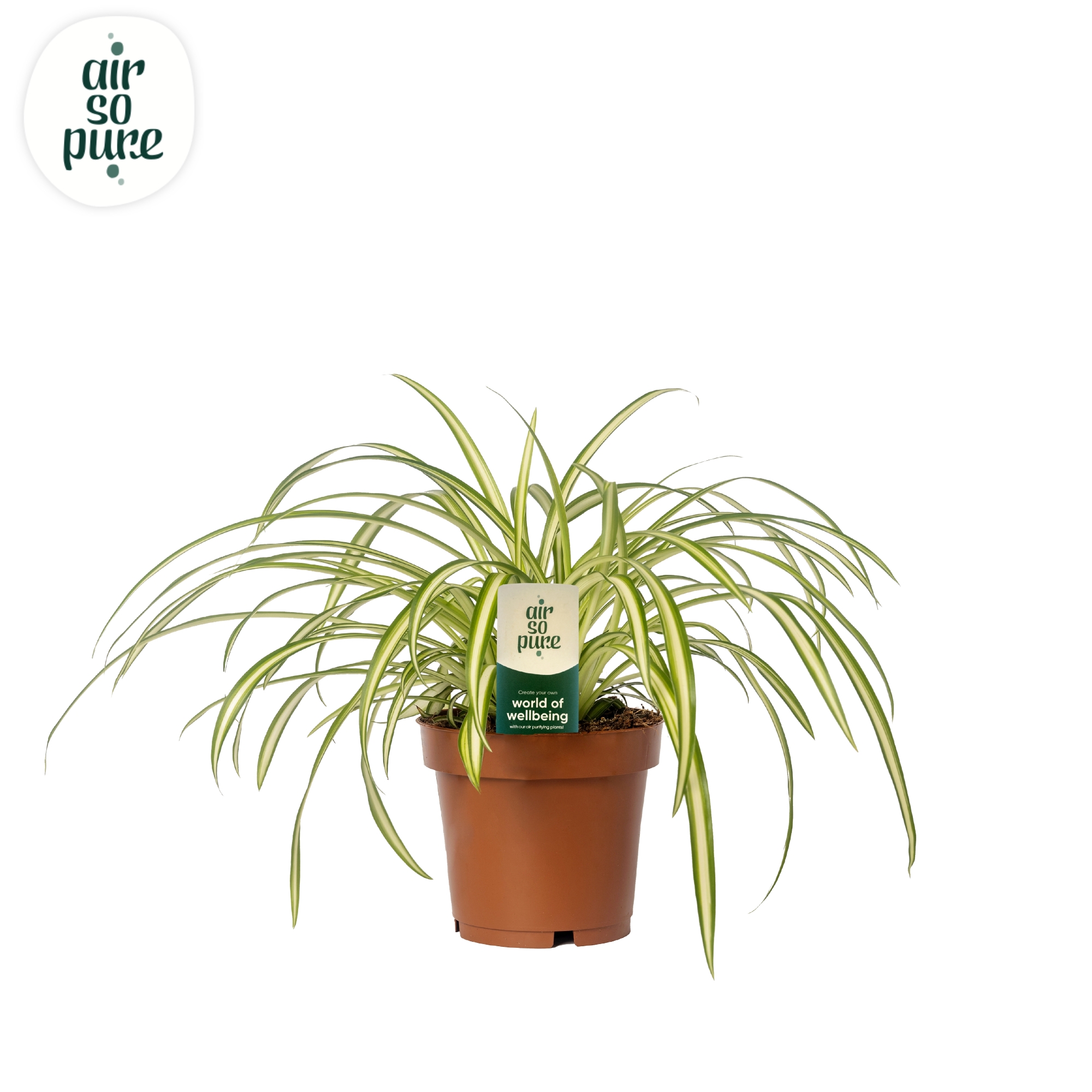 Picture of Chlorophytum Atlantic ASP no sleeve P12 25CM