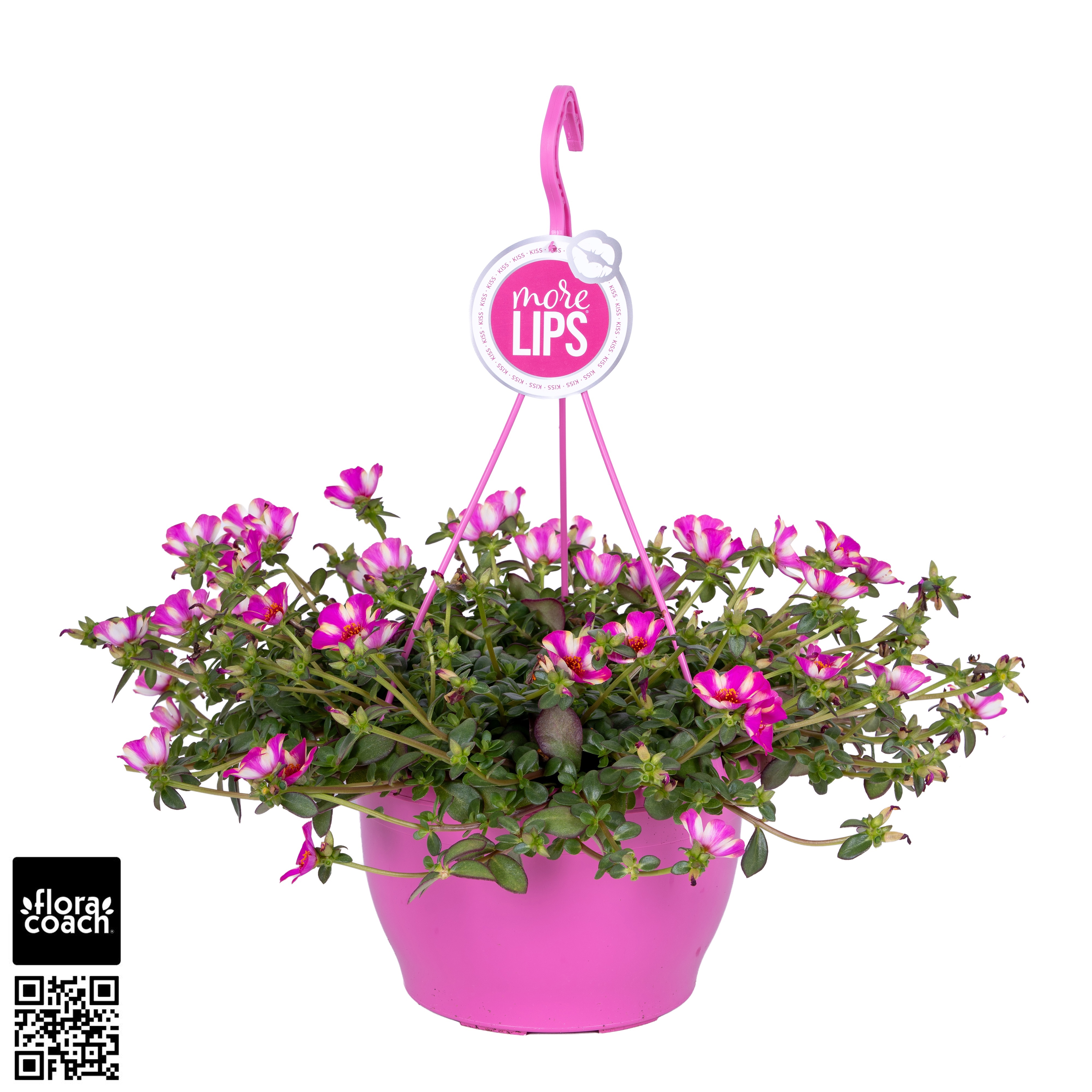 Portulaca MoreLIPS® Portulaca Pink Twist