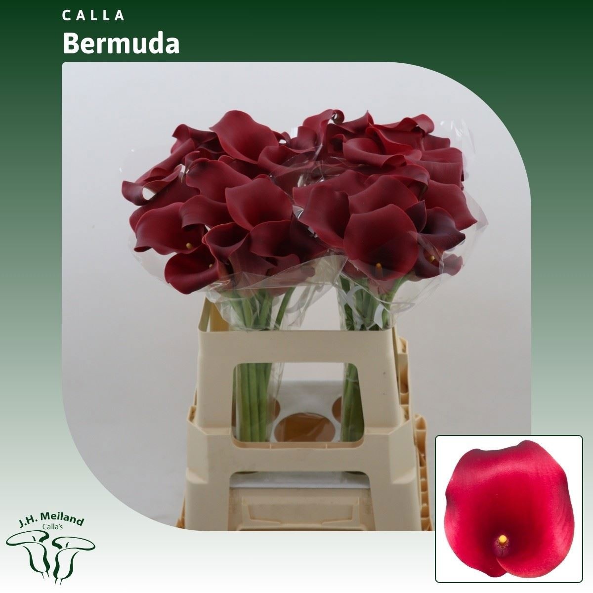Zant Capt Bermuda 60cm