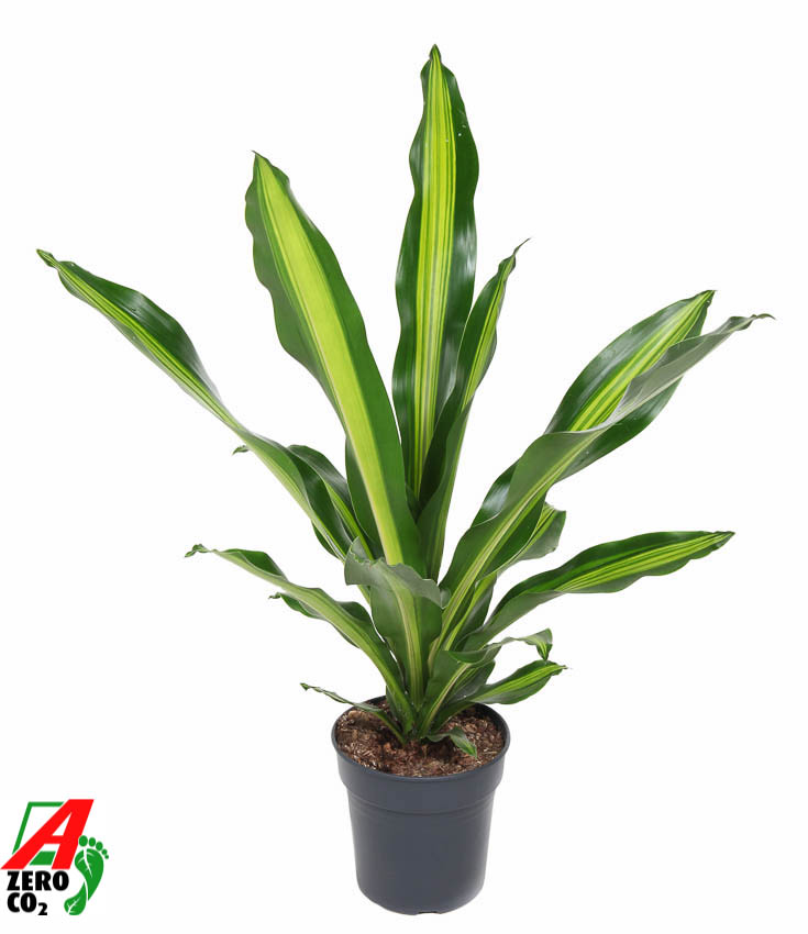 Picture of Dracaena Burley P21 80CM