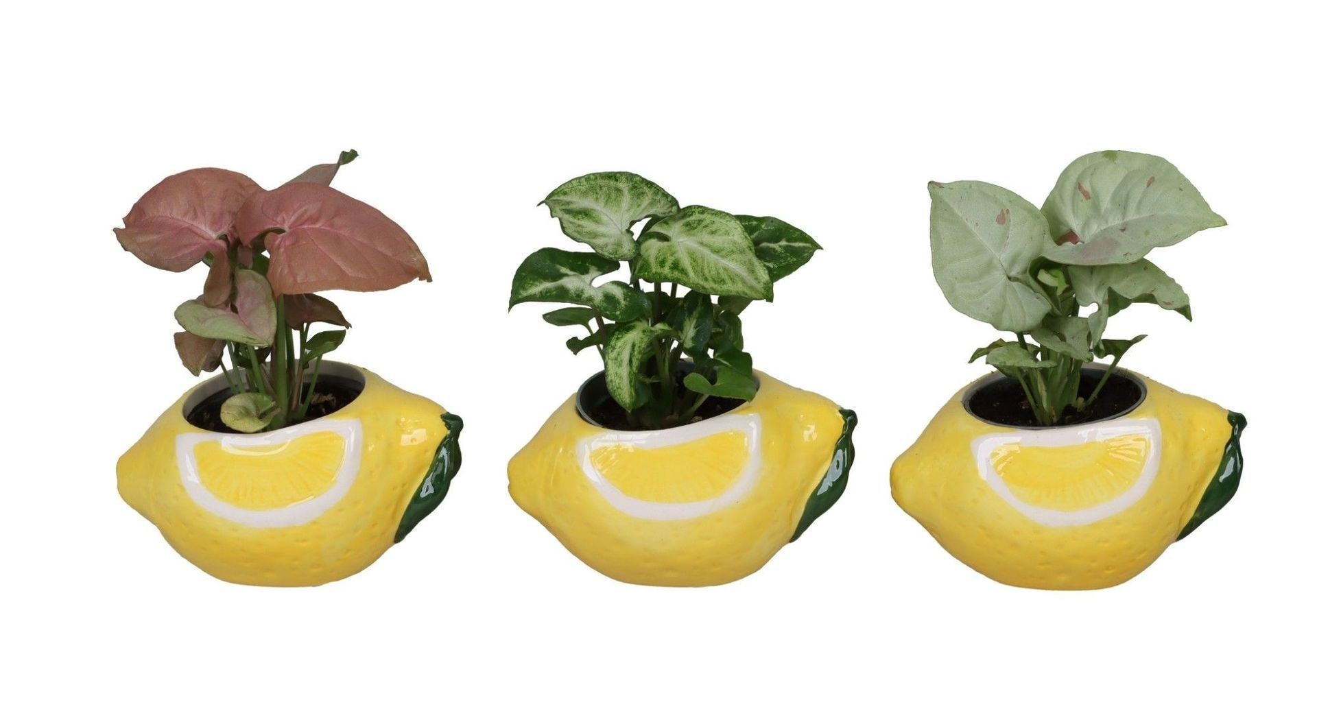 Syngonium L 66704 with Syngonium Mix