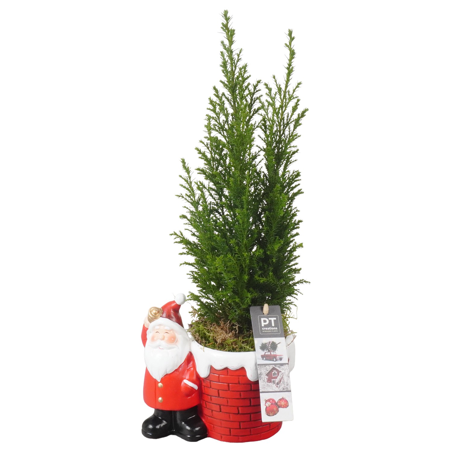 Picture of PTKB9386 Arrangement X-Mas in ceramic pot P16 40CM