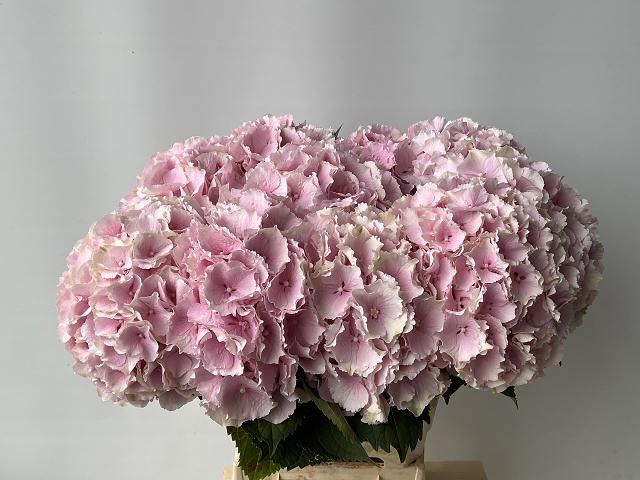 Hydrangea Verena Pink 60cm 14Ø
