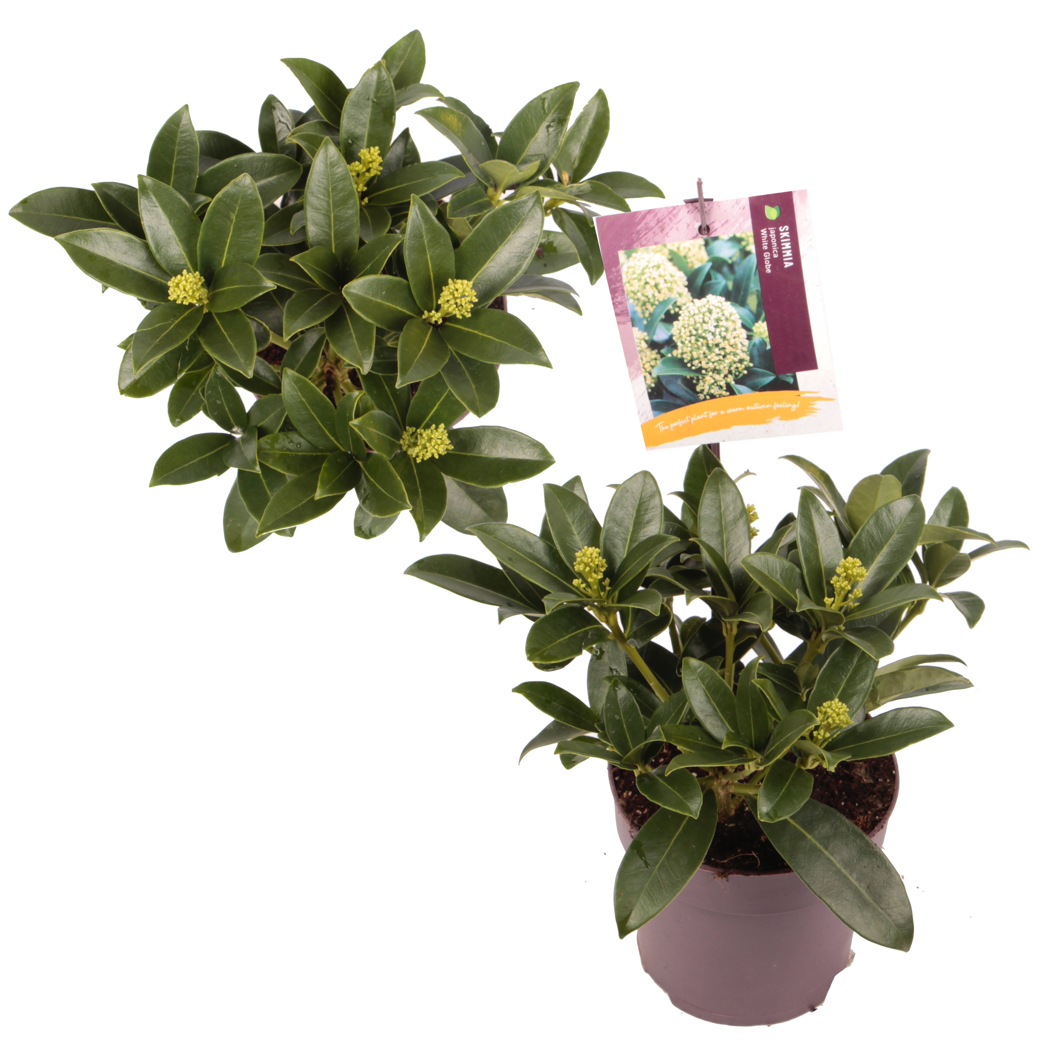 Picture of Skimmia japonica White Globe P13 30CM