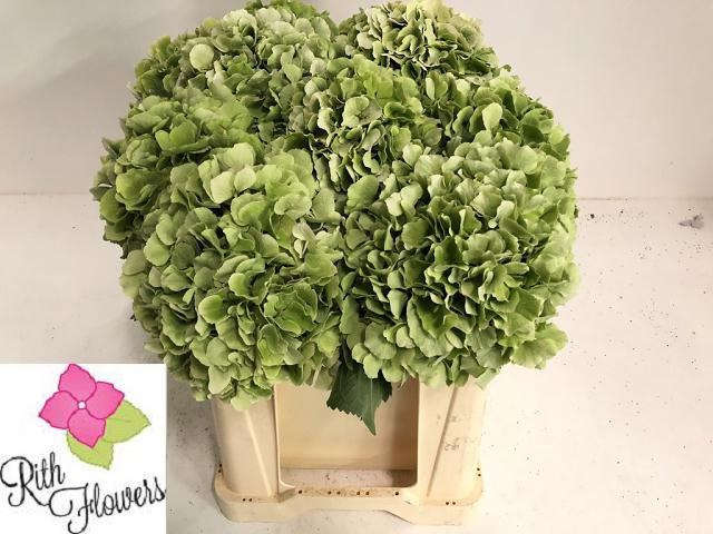 Hydrangea Elbtal Classic Pink 50cm 18Ø