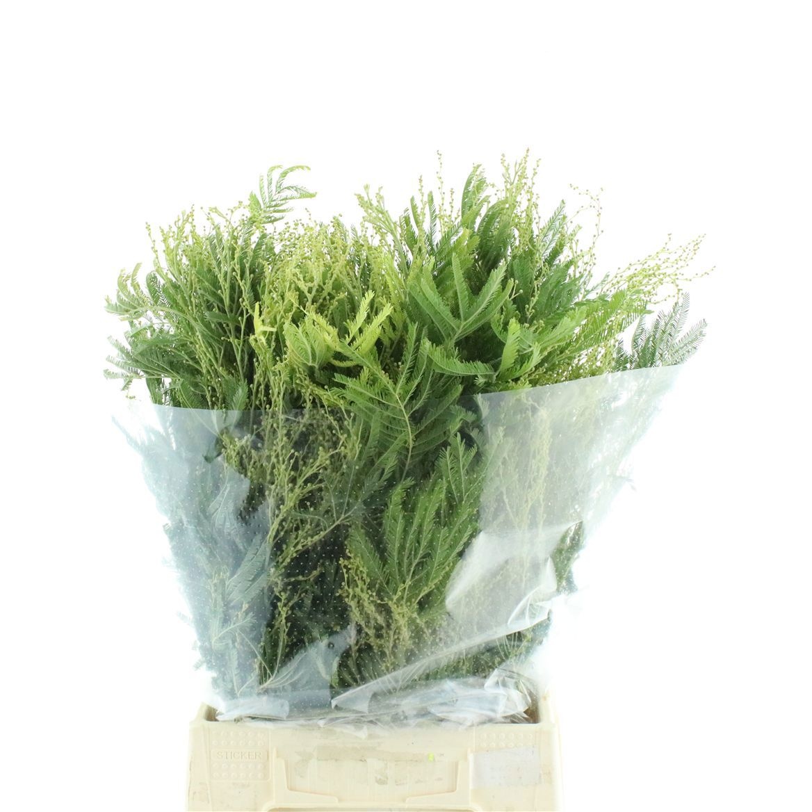 Acacia H Clair Lune Pb 60cm 200gram