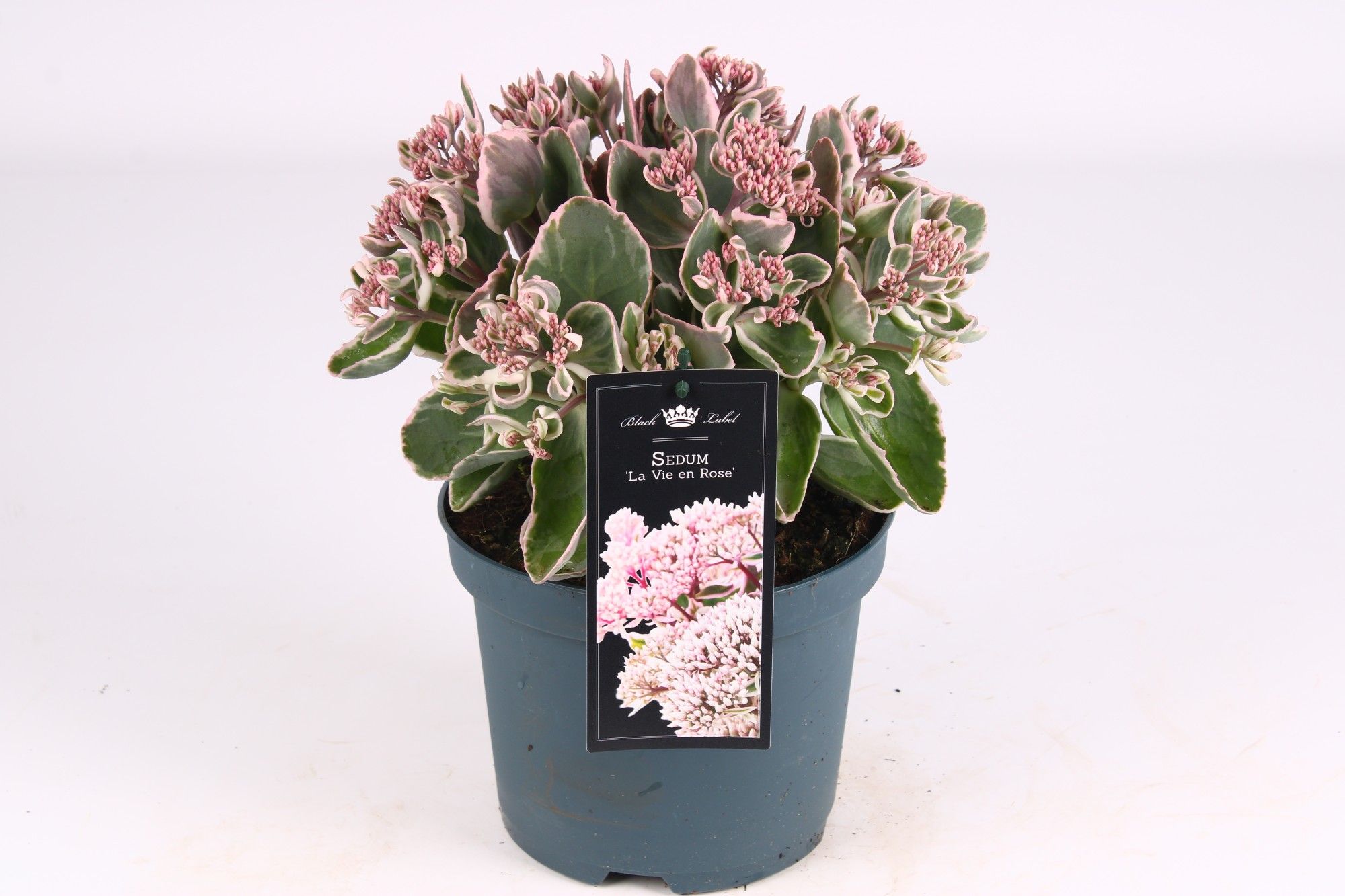 Picture of Sedum La Vie en Rose