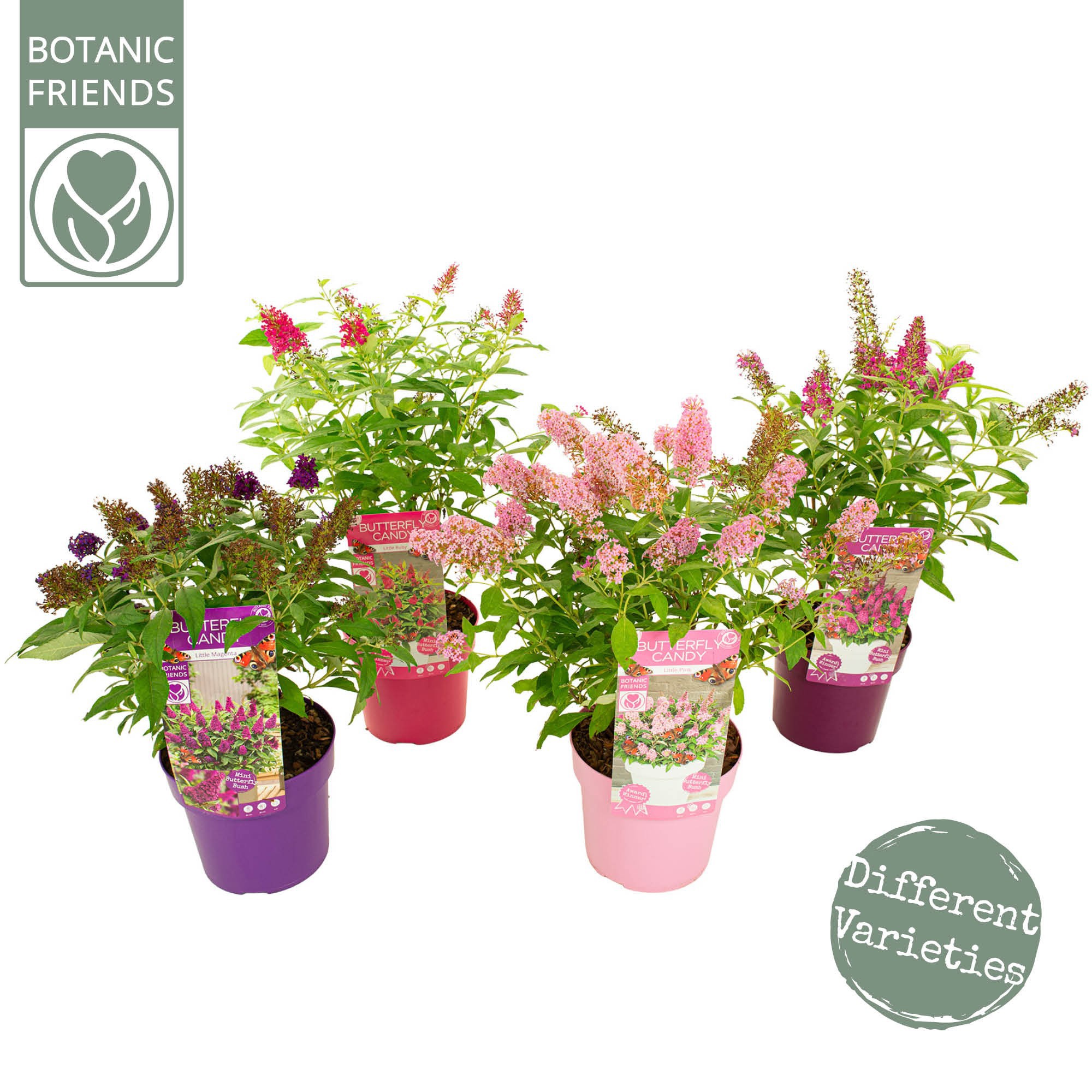 Buddleja Butterfly Candy 'Little Mix'®