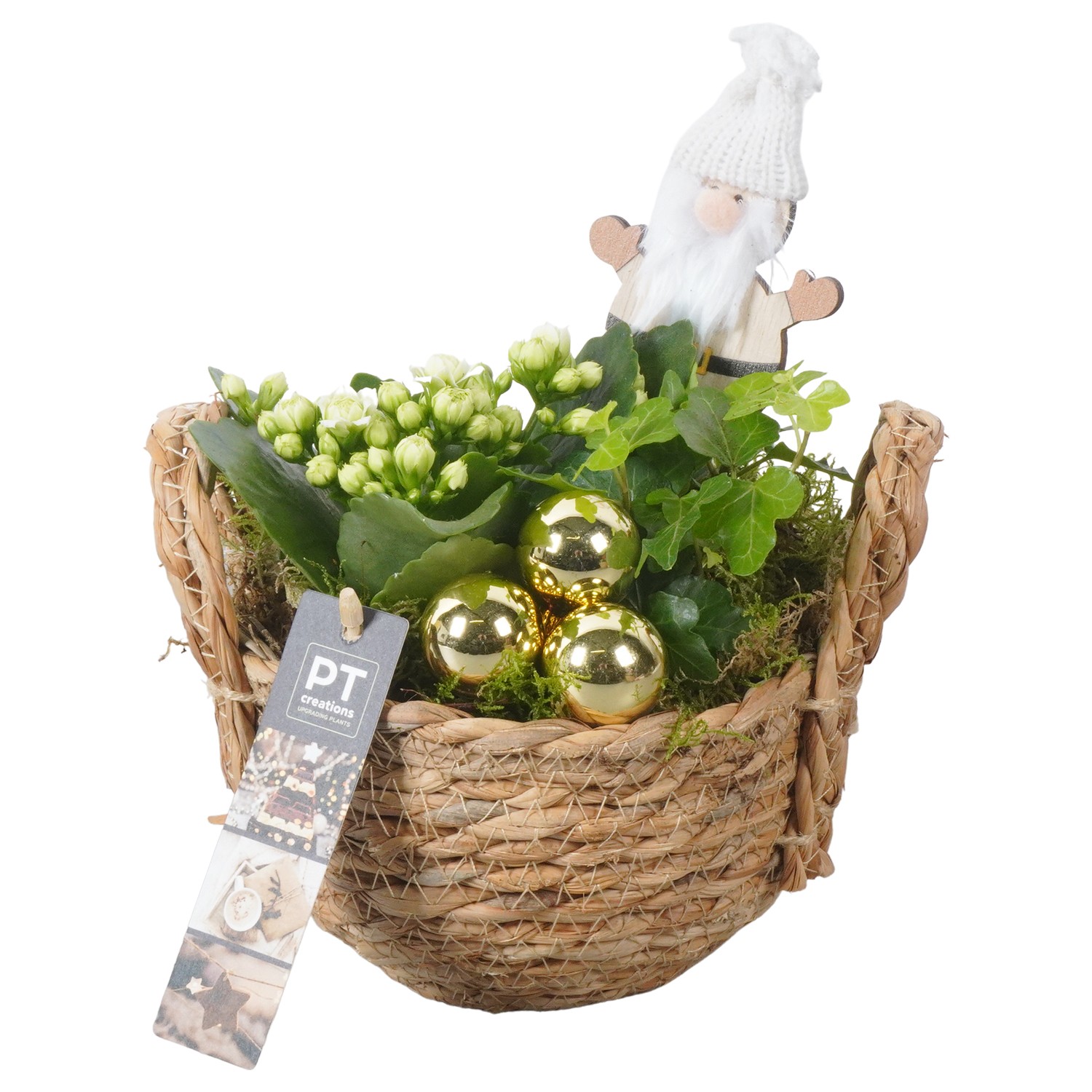 Picture of PTKB9326 Arrangement X-Mas in grass basket P15 20CM