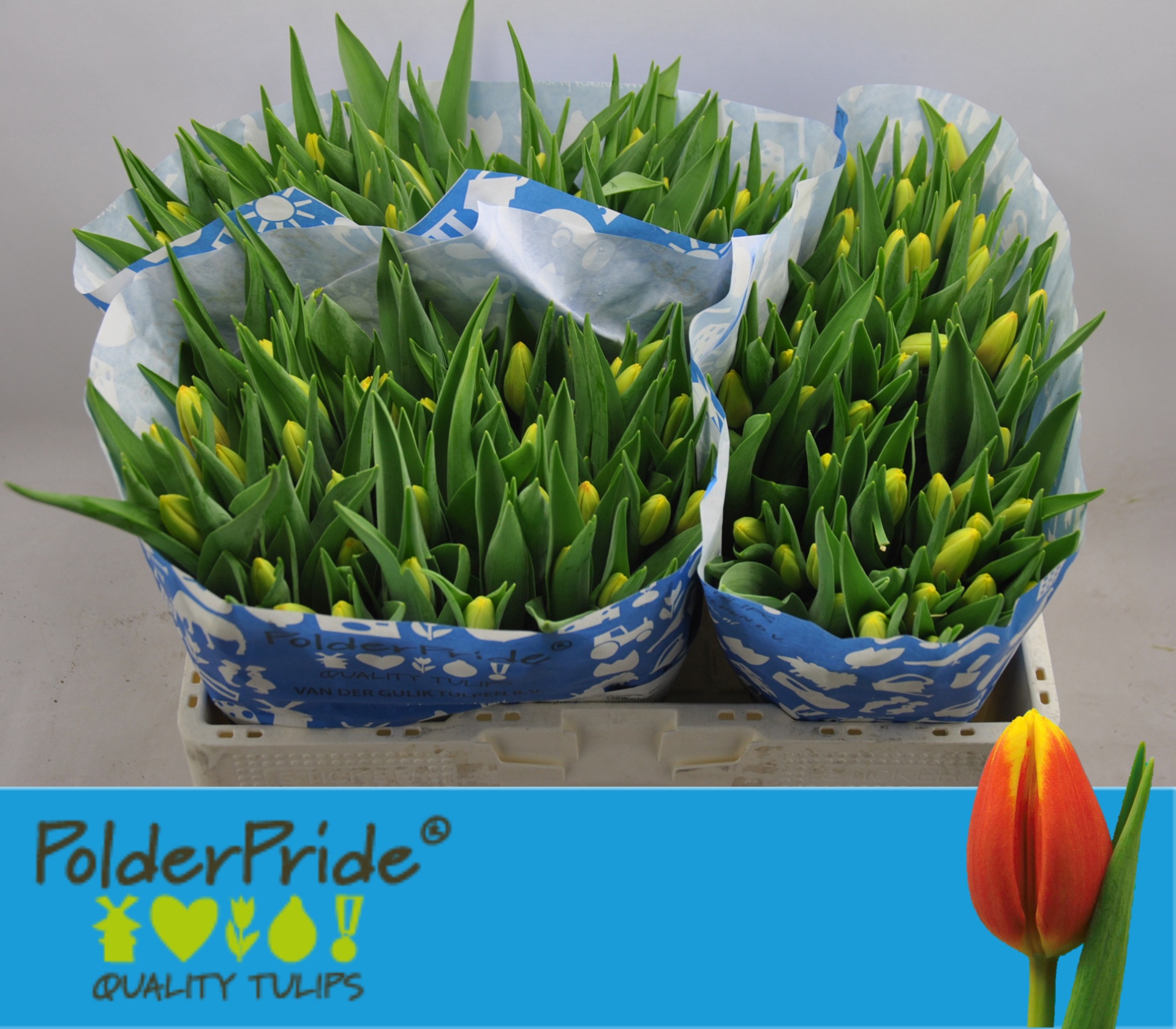 Tulipa Denmark 42cm 40gram