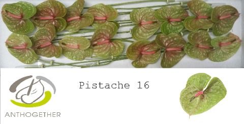 Anth A Pistache