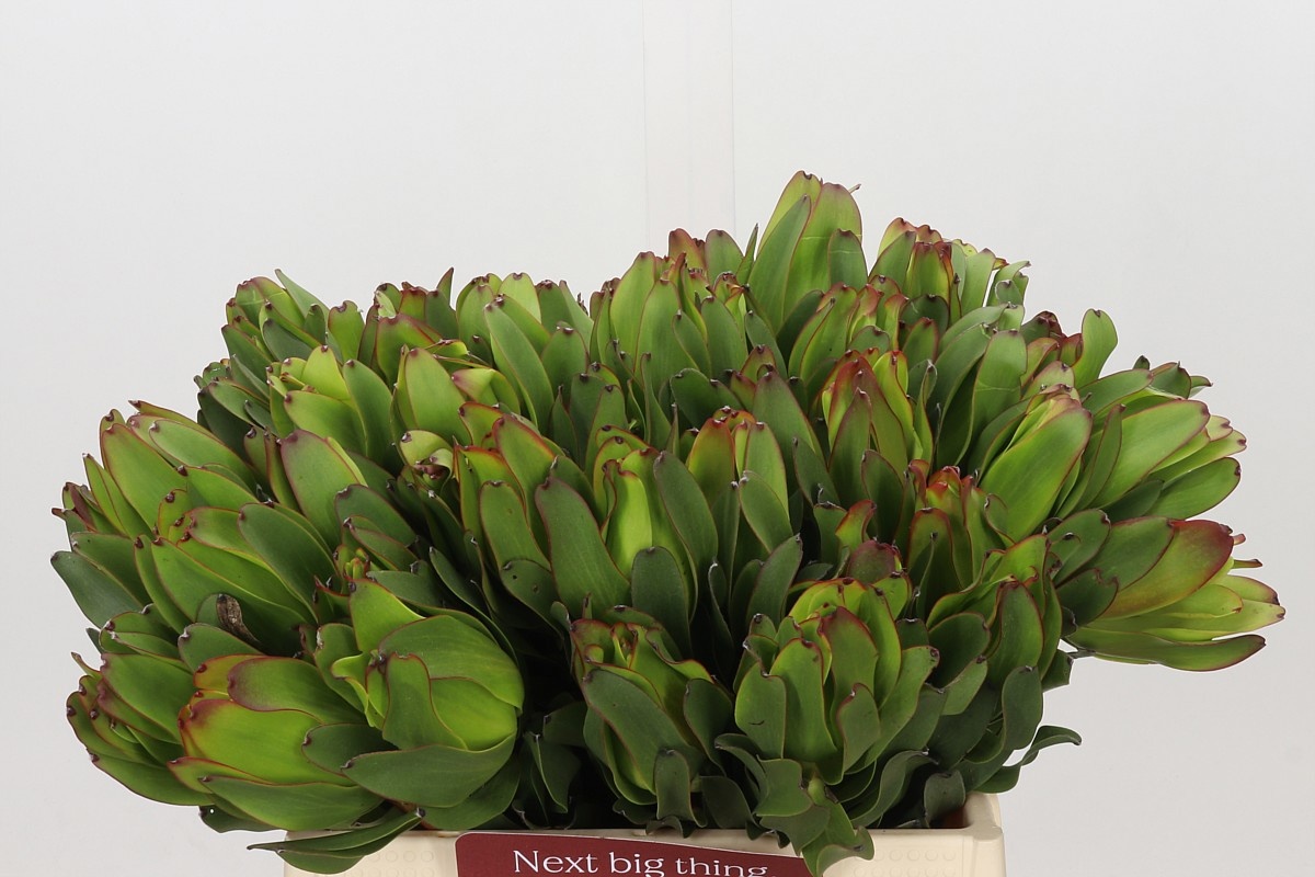 Leucadendron Laurel Ylw 40cm