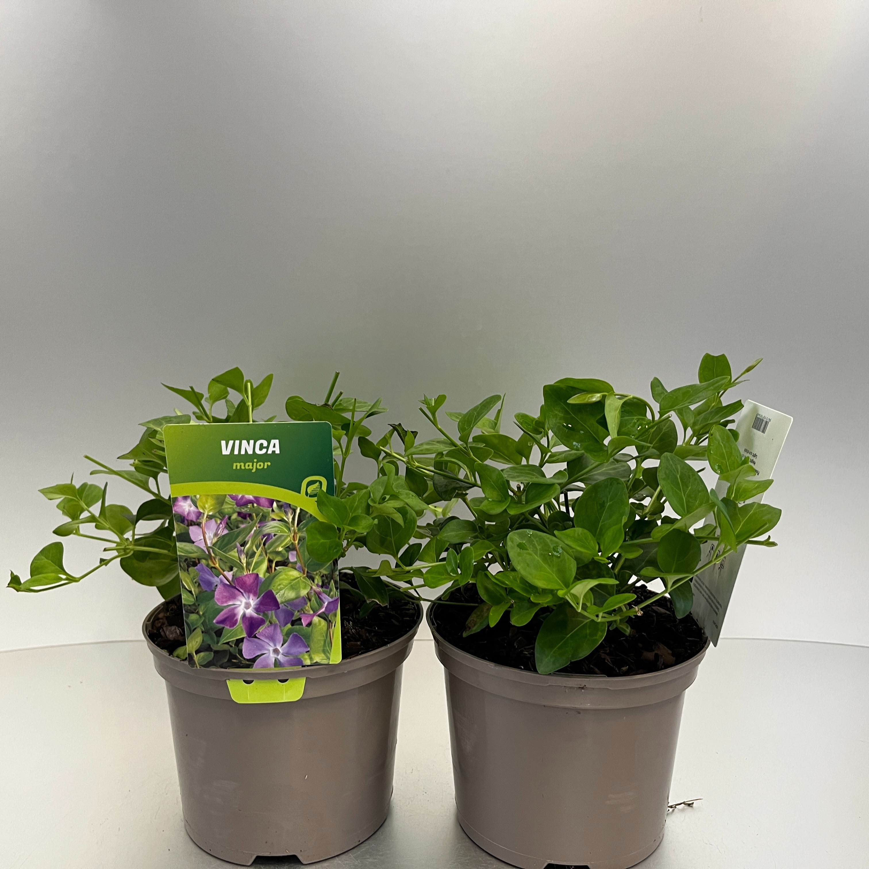 Picture of Vinca major P17 (2 Ltr)