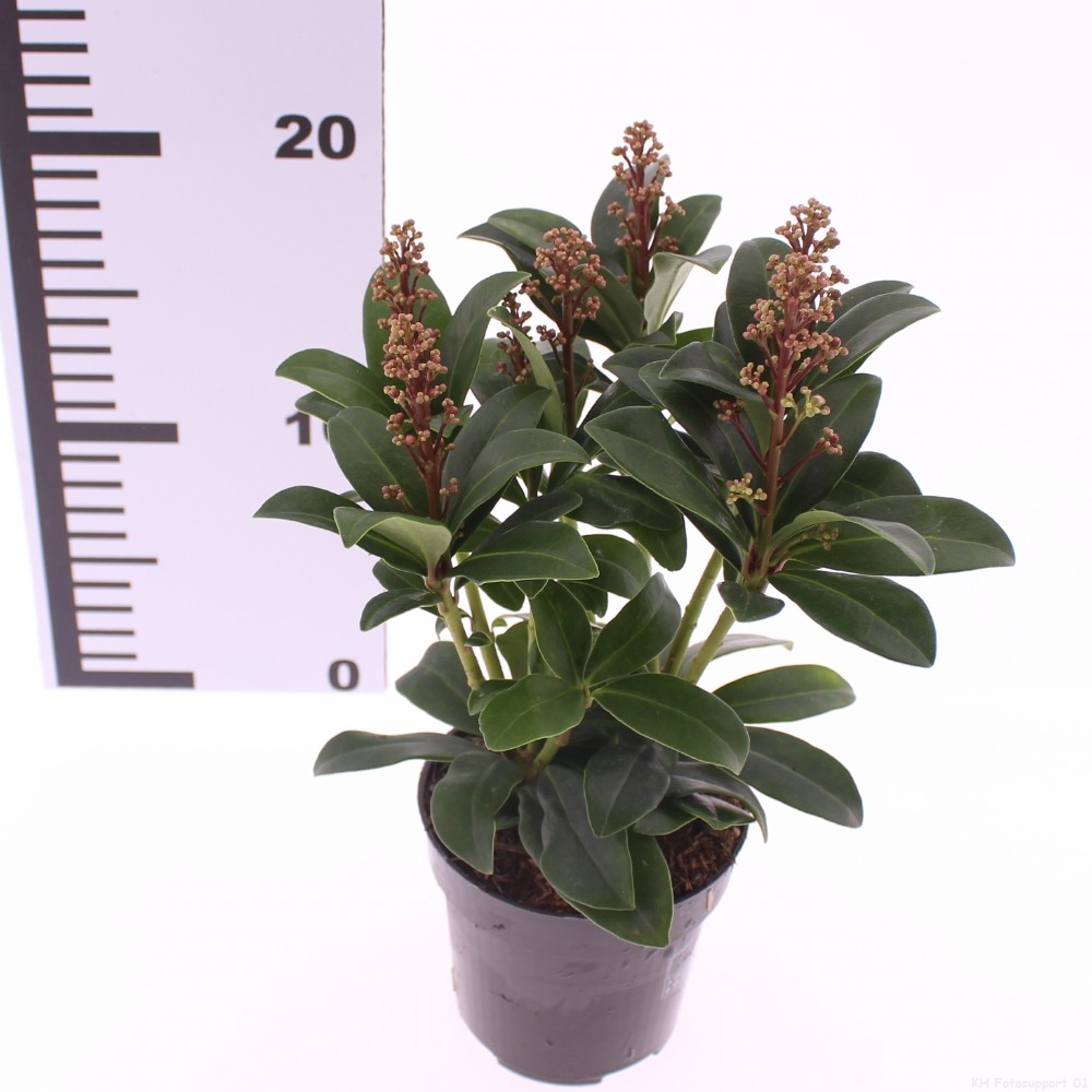 Picture of Skimmia japonica 'Celebrations'