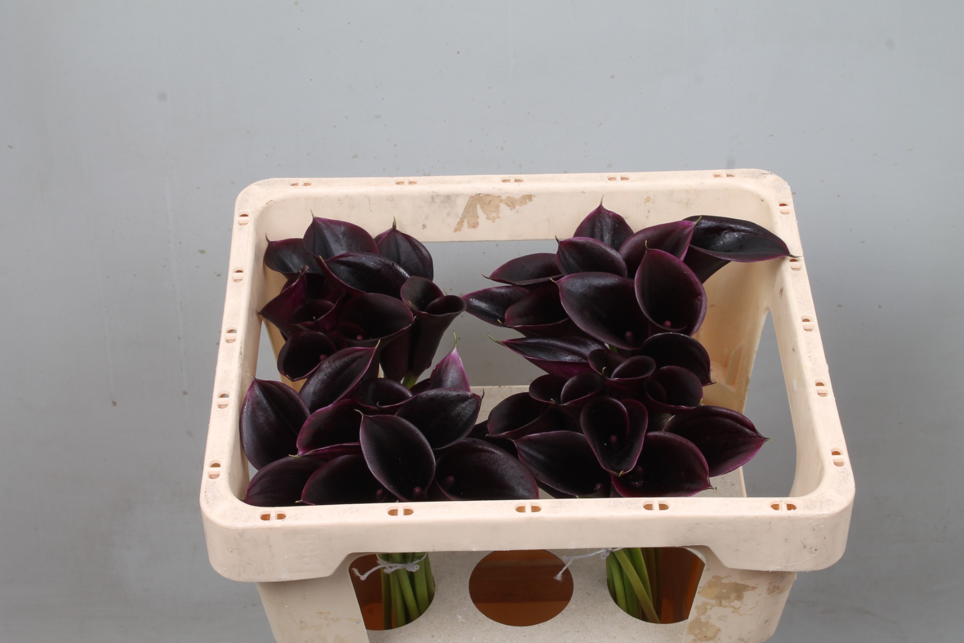 Calla Cantor 45cm