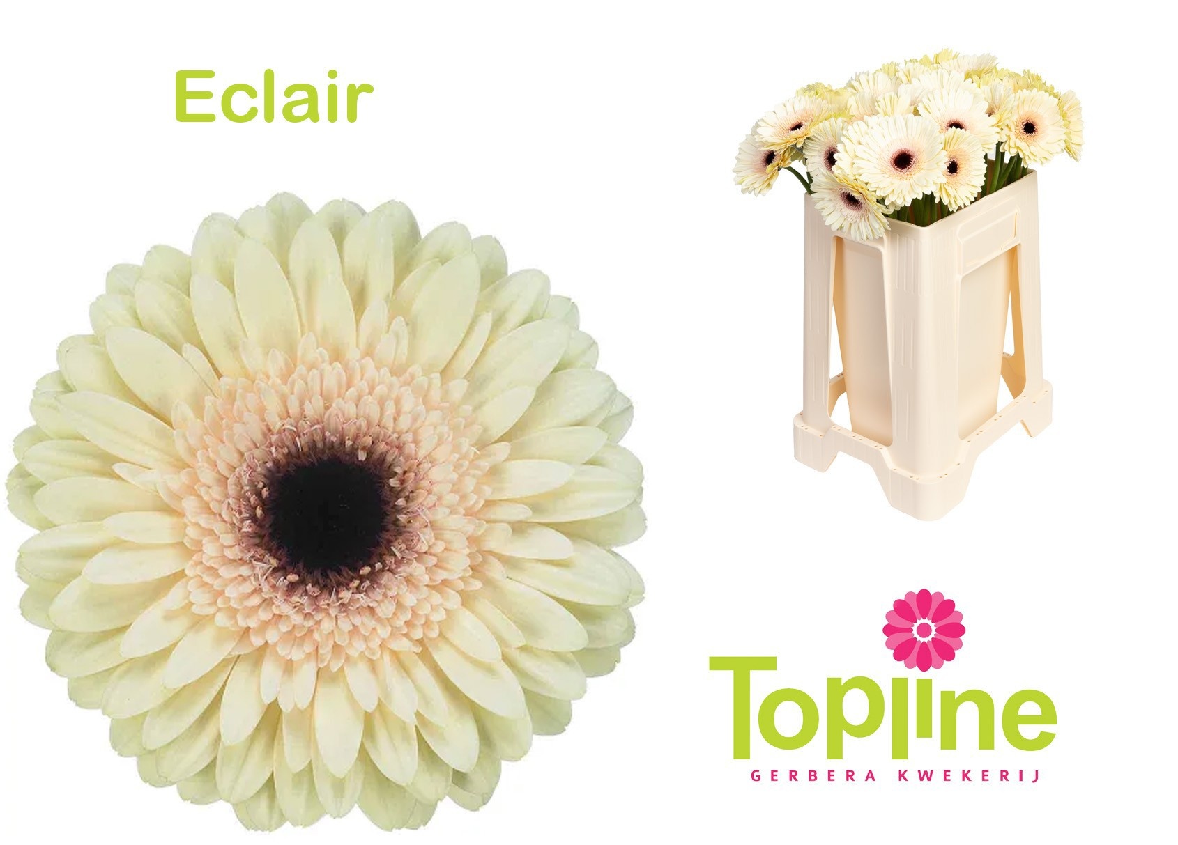Gerbera Eclair