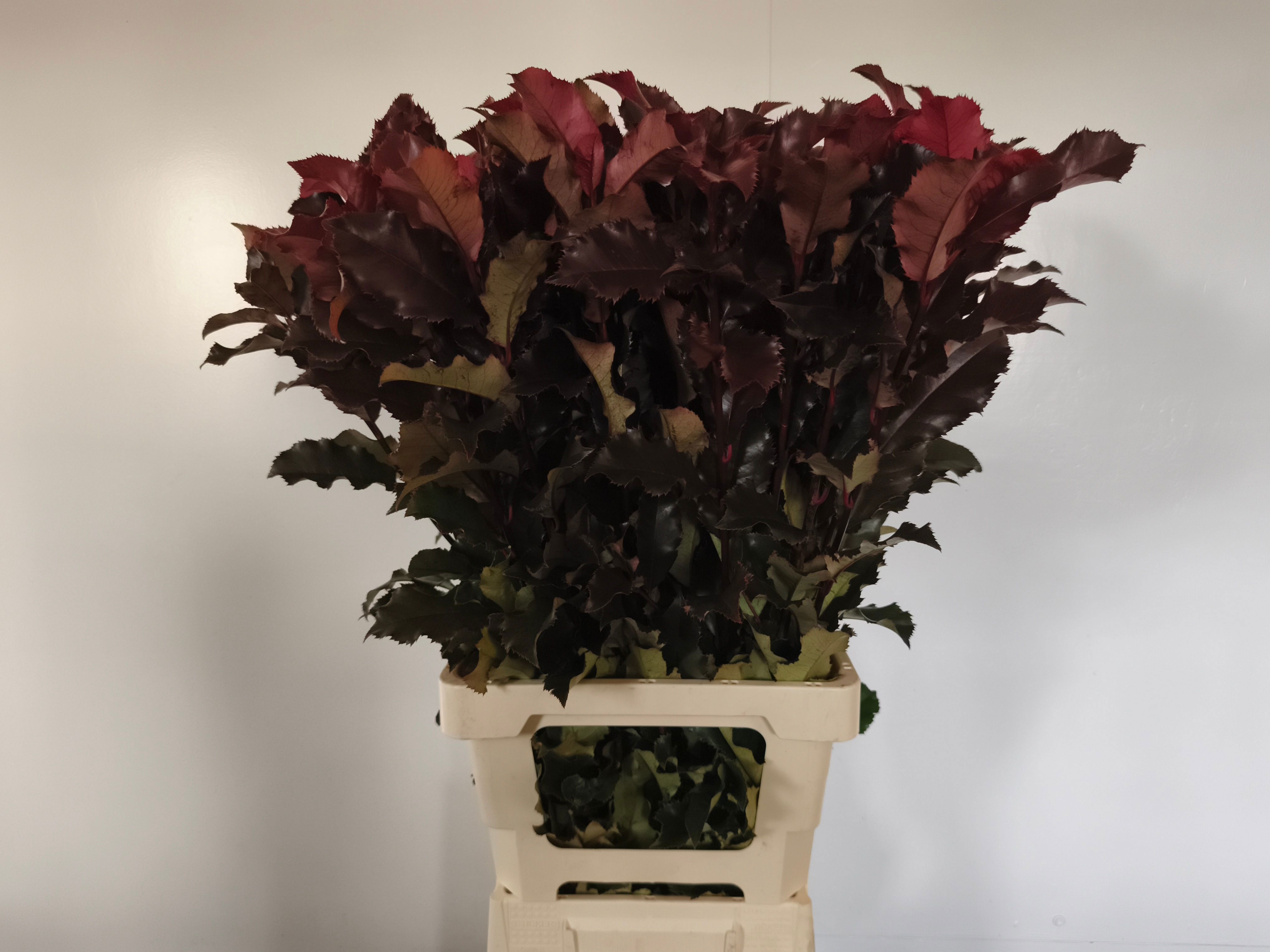Phot Mag Volcano 80cm