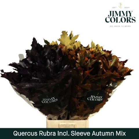 Quercus Rubra Sleeve L80 Autumn Mix