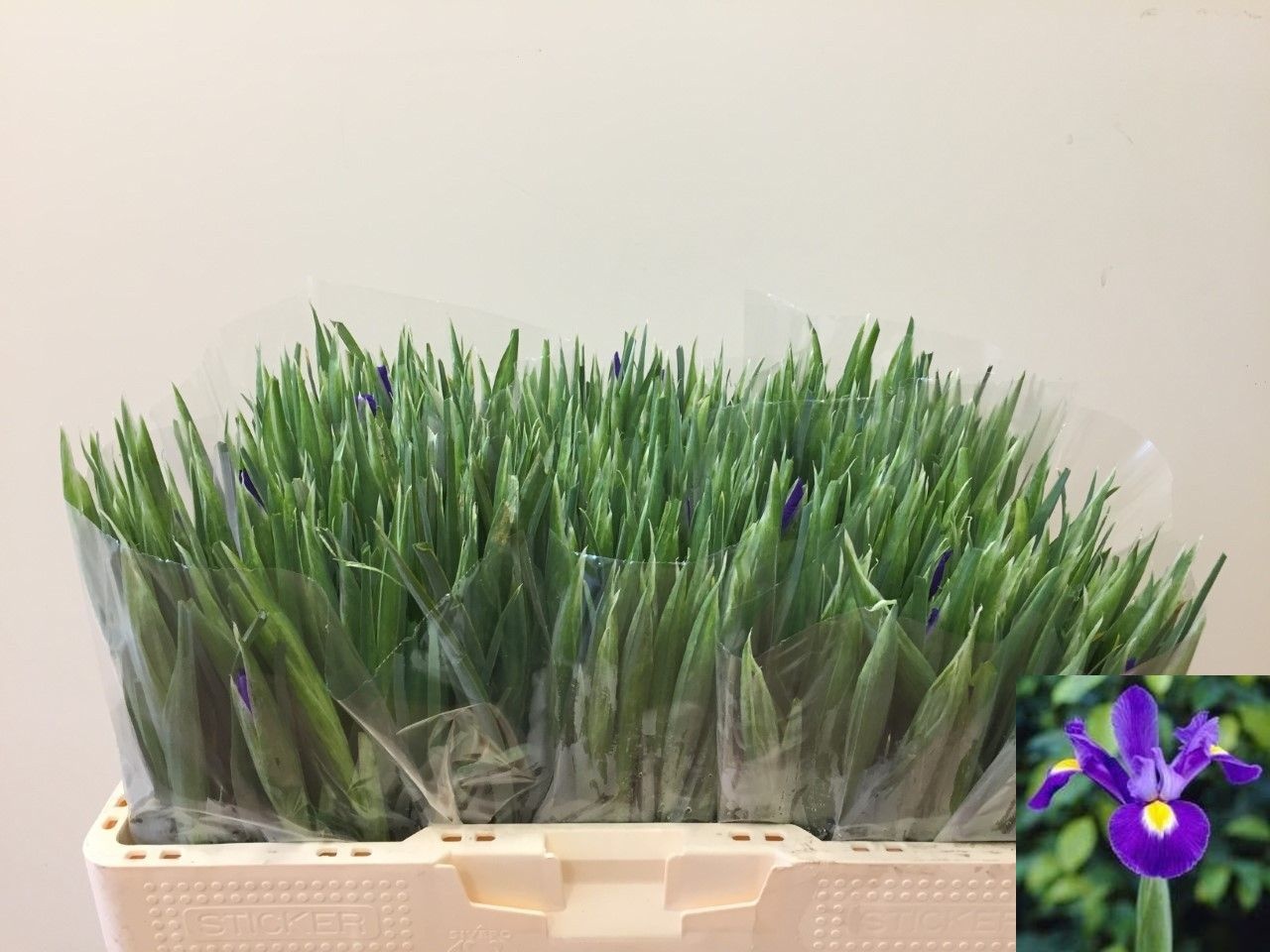 Iris Blue Magic 50cm