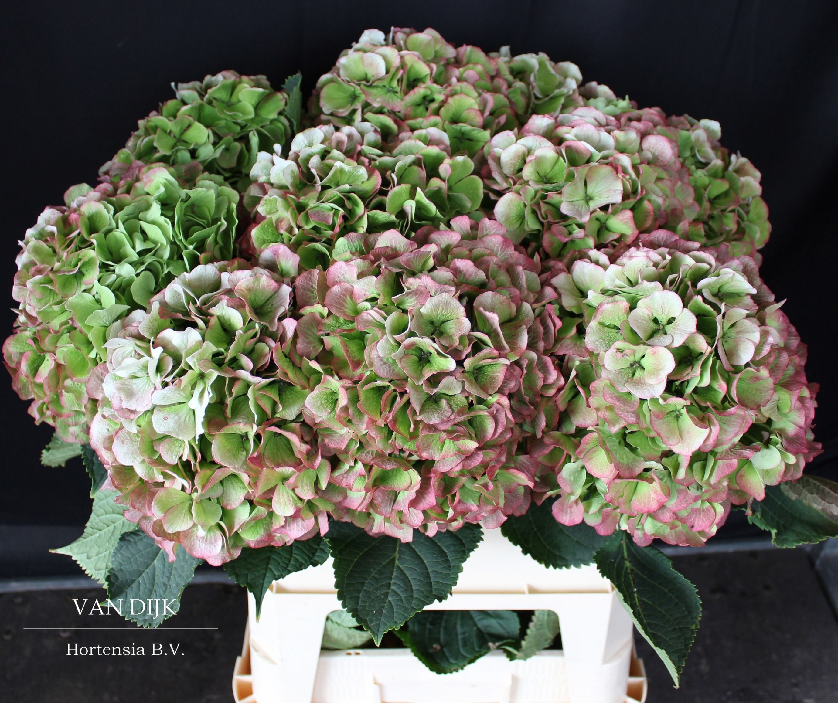 Hydrangea Verena Classic Pink 80cm 23Ø