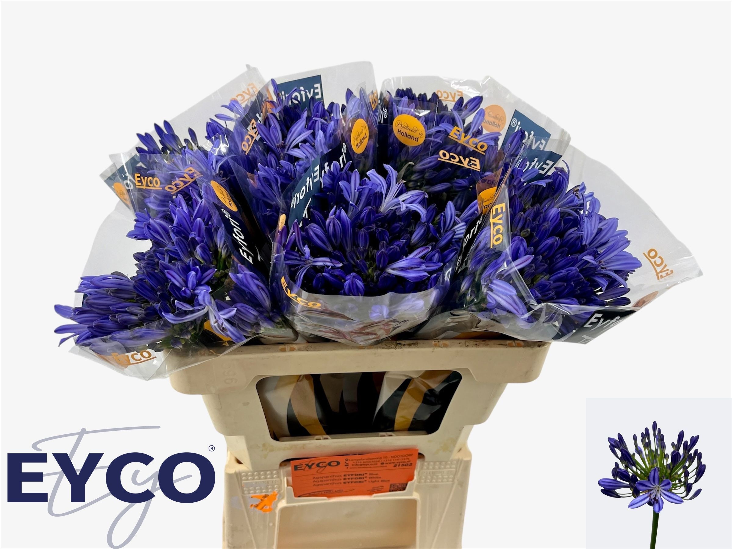 Agapanthus Atlantic Ocean 50cm