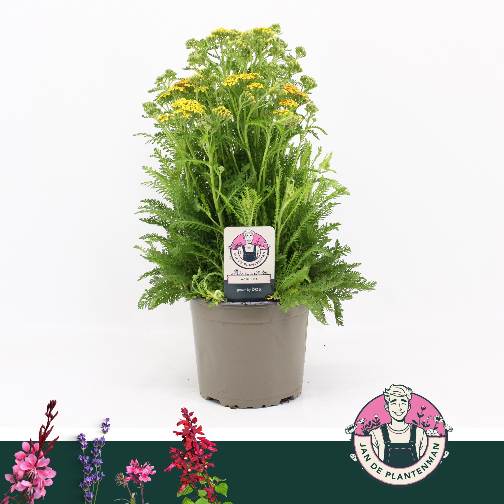 Achillea Mill Milly Rock Yellow